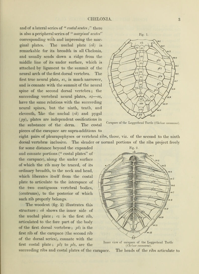 and of a lateral series of “ costal scutesthere is also a peripheral series of “ marginal scutes'’ corresponding with and impressing the mar- ginal plates. The nuchal plate (e/i) is remarkable for its breadth in all Chelonia, and usually sends down a ridge from the middle line of its under surface, which is attached by ligament to the summit of the neural arch of the first dorsal vertebra. The first true neural plate, si, is much narrower, and is connate with the summit of the neural spine of the second dorsal vertebra; the succeeding vertebral neural plates, S2—S8, have the same relations with the succeeding neural spines, but the ninth, tenth, and eleventh, like the nuchal {c/t) and pygal ipg), plates are independent ossifications in the substance of the derm. The costal pieces of the carapace are supra-additions to eight pairs of pleurapophyses or vertebral ribs, those, viz. of the second to the ninth dorsal vertebrae inclusive. The slender or normal portions of the ribs project freely 7119 niiO Carapace of tlie Loggerliead Turtle {Chelone caouanna). for some distance beyond the expanded and connate portions (“ costal plates” of the carapace), along the under surface of which the rib may be traced, of its ordinary breadth, to the neck and head, which liberates itself from the costal plate to articulate to the interspace of the two contiguous vertebral bodies, (centrums), to the posterior of which such rib properly belongs. The woodcut (fig. 2) illustrates this structure : ch shows the inner side of the nuchal plate ; ci is the first rib, articulated to the fore part of the body of the first dorsal vertebrae; pli is the first rib of the carapace (the second rib of the dorsal series), connate with the first costal plate ; pl2 to pis, are the Fig. 2. Inner view of carapace of the Loggerhead Turtle {Chehne caouanna). succeeding ribs and costal plates of the carapace. The heads of the ribs articulate to