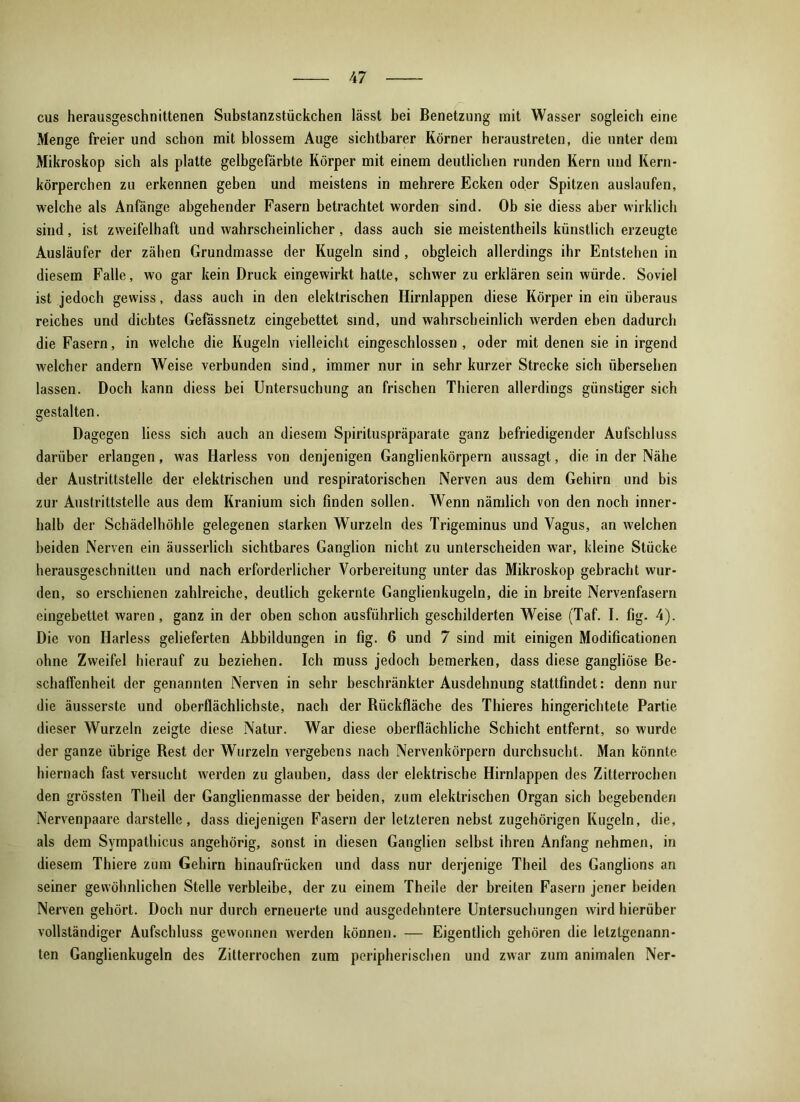 cus herausgeschnittenen Substanzstückchen lässt bei Benetzung mit Wasser sogleich eine Menge freier und schon mit blossem Auge sichtbarer Körner heraustreten, die unter dem Mikroskop sich als platte gelbgefärbte Körper mit einem deutlichen runden Kern und Kern- körperchen zu erkennen geben und meistens in mehrere Ecken oder Spitzen auslaufen, welche als Anfänge abgehender Fasern betrachtet worden sind. Ob sie diess aber wirklich sind, ist zweifelhaft und wahrscheinlicher, dass auch sie meistentheils künstlich erzeugte Ausläufer der zähen Grundmasse der Kugeln sind , obgleich allerdings ihr Entstehen in diesem Falle, wo gar kein Druck eingewirkt hatte, schwer zu erklären sein würde. Soviel ist jedoch gewiss, dass auch in den elektrischen Hirnlappen diese Körper in ein überaus reiches und dichtes Gefassnetz eingebettet sind, und wahrscheinlich werden eben dadurch die Fasern, in welche die Kugeln vielleicht eingeschlossen , oder mit denen sie in irgend welcher andern Weise verbunden sind, immer nur in sehr kurzer Strecke sich übersehen lassen. Doch kann diess bei Untersuchung an frischen Thieren allerdings günstiger sich gestalten. Dagegen liess sich auch an diesem Spirituspräparate ganz befriedigender Aufschluss darüber erlangen, was Harless von denjenigen Ganglienkörpern aussagt, die in der Nähe der Austrittstelle der elektrischen und respiratorischen Nerven aus dem Gehirn und bis zur Austrittstelle aus dem Kranium sich finden sollen. Wenn nämlich von den noch inner- halb der Schädelhöhle gelegenen starken Wurzeln des Trigeminus und Vagus, an welchen beiden Nerven ein äusserlich sichtbares Ganglion nicht zu unterscheiden war, kleine Stücke herausgeschnitten und nach erforderlicher Vorbereitung unter das Mikroskop gebracht wur- den, so erschienen zahlreiche, deutlich gekernte Ganglienkugeln, die in breite Nervenfasern eingebettet waren, ganz in der oben schon ausführlich geschilderten Weise (Taf. I. fig. 4). Die von Ilarless gelieferten Abbildungen in fig. 6 und 7 sind mit einigen Modificationen ohne Zweifel hierauf zu beziehen. Ich muss jedoch bemerken, dass diese gangliöse Be- schaffenheit der genannten Nerven in sehr beschränkter Ausdehnung stattfindet: denn nur die äusserste und oberflächlichste, nach der Rückfläche des Thieres hingerichtete Partie dieser Wurzeln zeigte diese Natur. War diese oberflächliche Schicht entfernt, so wurde der ganze übrige Rest der Wurzeln vergebens nach Nervenkörpern durchsucht. Man könnte hiernach fast versucht werden zu glauben, dass der elektrische Hirnlappen des Zitterrochen den grössten Theil der Ganglienmasse der beiden, zum elektrischen Organ sich begebenden Nervenpaare darstelle, dass diejenigen Fasern der letzteren nebst zugehörigen Kugeln, die, als dem Sympathicus angehörig, sonst in diesen Ganglien selbst ihren Anfang nehmen, in diesem Thiere zum Gehirn hinaufrücken und dass nur derjenige Theil des Ganglions an seiner gewöhnlichen Stelle verbleibe, der zu einem Theile der breiten Fasern jener beiden Nerven gehört. Doch nur durch erneuerte und ausgedehntere Untersuchungen wird hierüber vollständiger Aufschluss gewonnen werden können. — Eigentlich gehören die letztgenann- ten Ganglienkugeln des Zitterrochen zum peripherischen und zwar zum animalen Ner-