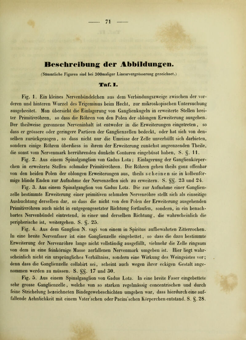 Beschreibung der Abbildungen. (Säramtliche Figuren sind bei 300maliger Linearvergrösserung gezeichnet.) Taf. I. Fig. 1. Ein kleines Nervenbündelchen aus dem Verbindungszweige zwischen der vor- deren und hinteren Wurzel des Trigeminus beim Hecht, zur mikroskopischen Untersuchung ausgebreitet. Man übersieht die Einlagerung von Ganglienkugeln in erweiterte Stellen brei- ter Primitivröhren, so dass die Röhren von den Polen der oblongen Erweiterung ausgehen. Der theilweise geronnene Nerveninhalt ist entweder in die Erweiterungen eingetreten, so dass er grössere oder geringere Partieen der Ganglienzellen bedeckt, oder hat sich von den- selben zurückgezogen, so dass nicht nur die Umrisse der Zelle unverhüllt sich darbieten, sondern einige Röhren überdiess in ihrem der Erweiterung zunächst angrenzenden Theile, die sonst vom Nervenmark herrührenden dunkeln Conturen eingebüsst haben, S. §. 11. Fig. 2. Aus einem Spinalganglion von Gadus Lota; Einlagerung der Ganglienkörper- chen in erweiterte Stellen schmaler Primitivröhren. Die Röhren gehen llieils ganz offenbar von den beiden Polen der oblongen Erweiterungen aus, theils scheinen sie in kolbenför- mige blinde Enden zur Aufnahme der Nervenzellen sich zu erweitern. S. §§. 23 und 24. Fig. 3. Aus einem Spinalganglion von Gadus Lota. Die zur Aufnahme einer Ganglien- zelle bestimmte Erweiterung einer primitiven schmalen Nervenröhre stellt sich als einseitige Ausbuchtung derselben dar, so dass die nicht von den Polen der Erweiterung ausgehenden Primitivröhren auch nicht in entgegengesetzter Richtung fortlaufen, sondern, in ein benach- bartes Nervenbündel eintretend, in einer und derselben Richtung, die wahrscheinlich die peripherische ist, weitergehen. S. §. 25. Fig. 4. Aus dem Ganglion N. vagi von einem in Spiritus aufbewahrten Zitterrochen. In eine breite Nervenfaser ist eine Ganglienzelle eingebettet, so dass die dazu bestimmte Erweiterung der Nervenröhre lange nicht vollständig ausgefüllt, vielmehr die Zelle ringsum von dem in eine feinkörnige Masse zerfallenen Nervenmark umgeben ist. Hier liegt wahr- scheinlich nicht ein ursprüngliches Verhältniss, sondern eine Wirkung des Weingeistes vor; denn dass die Ganglienzelle collabirt sei, scheint auch wegen ihrer eckigen Gestalt ange- nommen werden zu müssen. S. §§. 17 und 30. Fig. 5. Aus einem Spinalganglion von Gadus Lota. In eine breite Faser eingebettete sehr grosse Ganglienzelle, welche von so starken regelmässig concentrischen und durch feine Strichelung bezeichnten Rindegewebeschichten umgeben war, dass hierdurch eine auf- fallende Aehnlichkeit mit einem Yater’schen oder Pacim’schen Körperchen entstand. S. §.28.