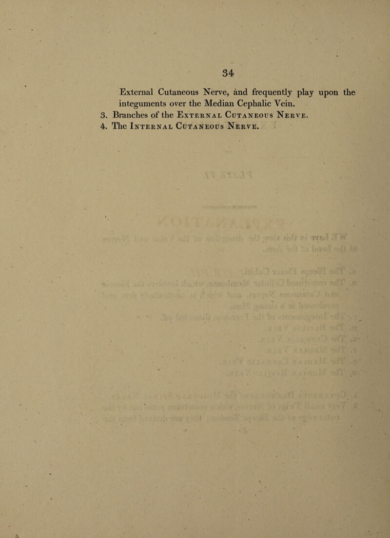 External Cutaneous Nerve, and frequently play upon the integuments over the Median Cephalic Vein. 3. Branches of the External Cutaneous Nerve. 4. The Internal Cutaneous Nerve. t '' i > t T )Vf