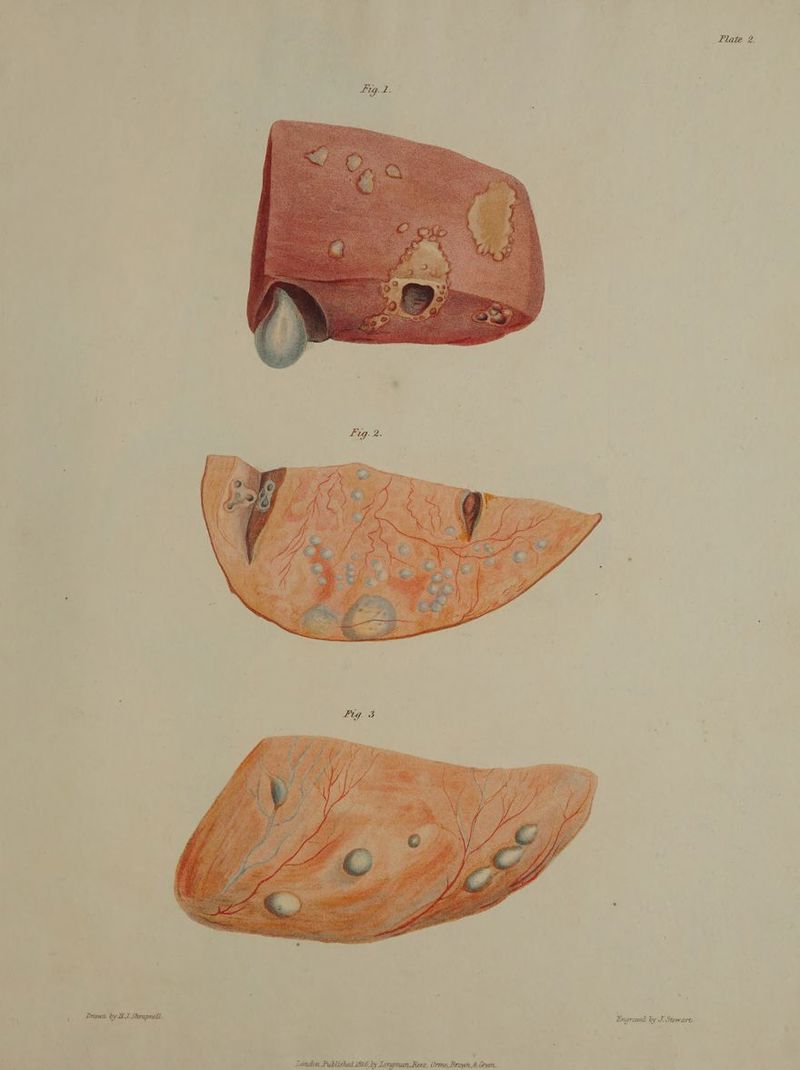 Drawn by HJ. Stragmell. : : Engrawa ly J Stewart.