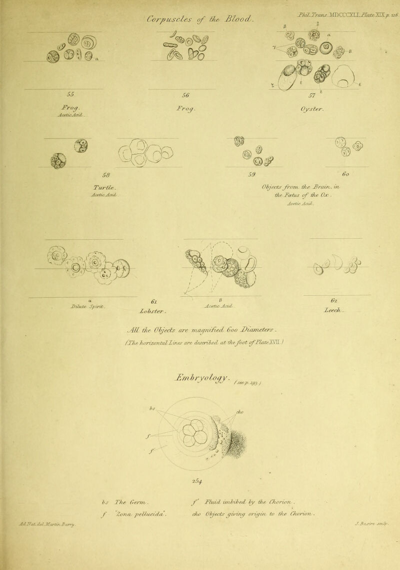 Corpuscles of the floods. T/dl.Trans .MDCCCXULTiateAlX.p. 916. TurtZe. Acetic Add . Objects prom the TraZrv, in, the Foetus op the Ox-. Acetic Acul. a. dhZuZe Spirit. 6l Tohster ■ Acetic Add All the Objects arc macfiiiliecl 600 Diameters . fThe horizontal Tines are describe! at thefiot ojFlateTTL.) AJ 62. Teech . Jdmbryoloqy. / see p. 193. J bs The 0erm,. f Zontv peUucida, . p' Thud imbibed by die Chorion . cho Oljects qivint/ orpin to t/ie Chorion, ■ A oL NaZ. tied. Mot tin Ba.rru. J. 3astie sculp.