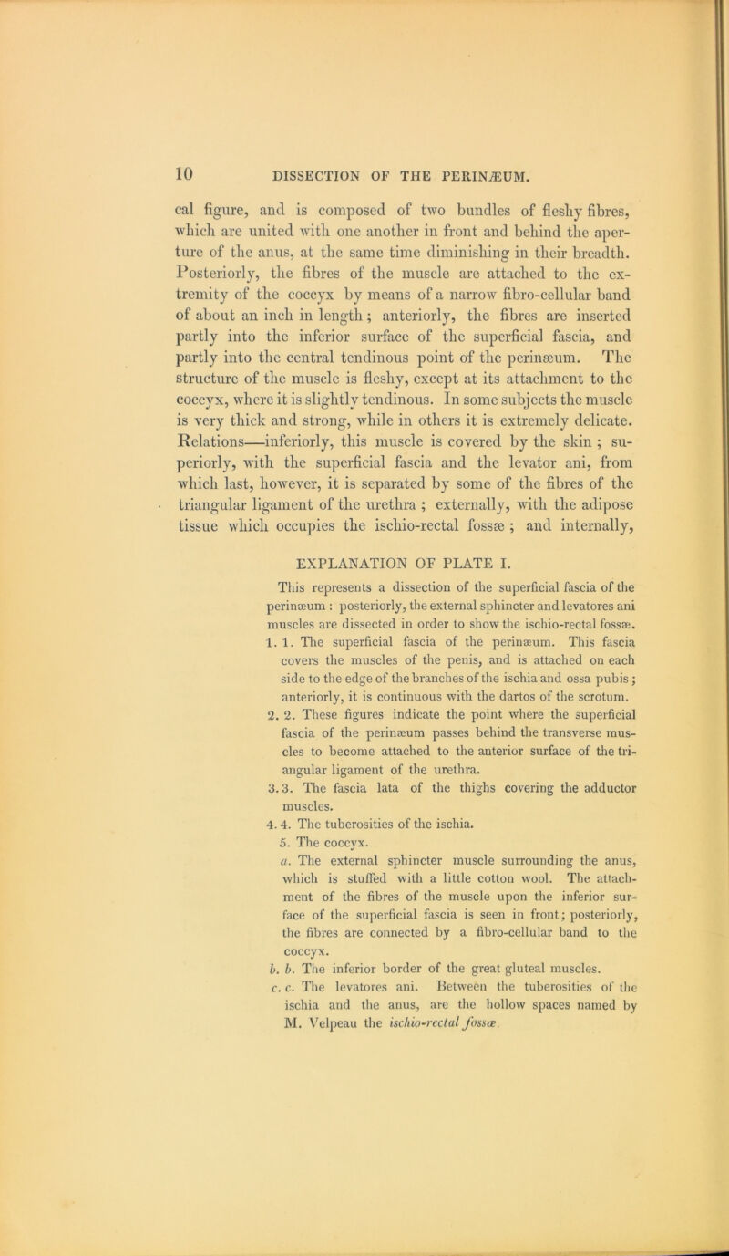 cal figure, ancl is composed of two bundles of fleshy fibres, which are united with one another in front and behind the aper- ture of the anus, at the same time diminishing in their breadth. Posteriorly, the fibres of the muscle are attached to the ex- tremity of the coccyx by means of a narrow fibro-cellular band of about an inch in length; anteriorly, the fibres are inserted partly into the inferior surface of the superficial fascia, and partly into the central tendinous point of the perinaeum. The structure of the muscle is fleshy, except at its attachment to the coccyx, where it is slightly tendinous. In some subjects the muscle is very thick and strong, while in others it is extremely delicate. Relations—inferiorly, this muscle is covered by the skin ; su- periorly, with the superficial fascia and the levator ani, from which last, however, it is separated by some of the fibres of the triangular ligament of the urethra ; externally, with the adipose tissue which occupies the iscliio-rectal fossm ; and internally, EXPLANATION OF PLATE I. This represents a dissection of the superficial fascia of the perinaeum : posteriorly, the external sphincter and levatores ani muscles are dissected in order to show the ischio-rectal fossae. 1. 1. The superficial fascia of the perinaeum. This fascia covers the muscles of the penis, and is attached on each side to the edge of the branches of the ischia and ossa pubis; anteriorly, it is continuous with the dartos of the scrotum. 2. 2. These figures indicate the point where the superficial fascia of the perinaeum passes behind the transverse mus- cles to become attached to the anterior surface of the tri- angular ligament of the urethra. 3.3. The fascia lata of the thighs covering the adductor muscles. 4. 4. The tuberosities of the ischia. 5. The coccyx. a. The external sphincter muscle surrounding the anus, which is stuffed with a little cotton wool. The attach- ment of the fibres of the muscle upon the inferior sur- face of the superficial fascia is seen in front; posteriorly, the fibres are connected by a fibro-cellular band to the coccyx. b. b. The inferior border of the great gluteal muscles. c. c. The levatores ani. Between the tuberosities of the ischia and the anus, are the hollow spaces named by M. Velpeau the iscliio-rectal Jbssce