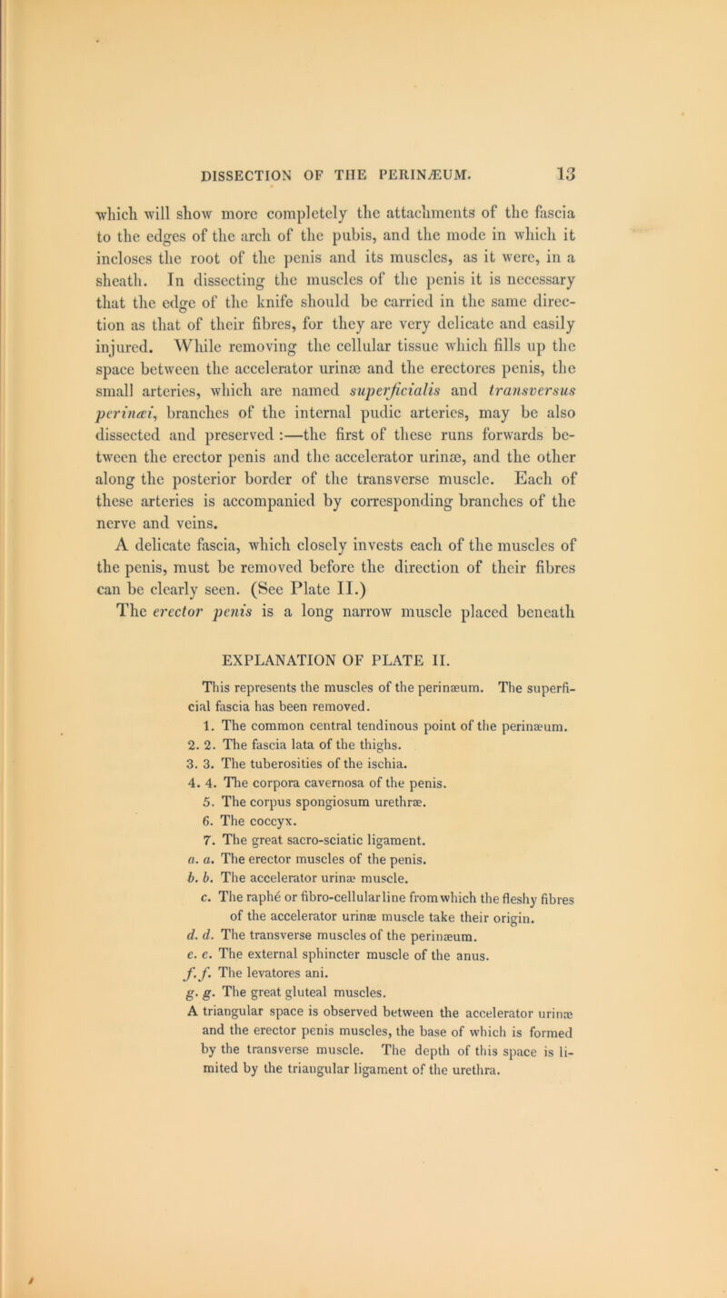 which will show more completely the attachments of the fascia to the edges of the arch of the pubis, and the mode in which it incloses the root of the penis and its muscles, as it were, in a sheath. In dissecting the muscles of the penis it is necessary that the ed<re of the knife should be carried in the same direc- tion as that of their fibres, for they are very delicate and easily injured. While removing the cellular tissue which fills up the space between the accelerator urinse and the erectores penis, the small arteries, which are named superficialis and transversus periruei, branches of the internal pudic arteries, may be also dissected and preserved :—the first of these runs forwards be- tween the erector penis and the accelerator urinse, and the other along the posterior border of the transverse muscle. Each of these arteries is accompanied by corresponding branches of the nerve and veins. A delicate fascia, which closely invests each of the muscles of the penis, must be removed before the direction of their fibres can be clearly seen. (See Plate II.) The erector penis is a long narrow muscle placed beneath EXPLANATION OF PLATE II. This represents the muscles of the perinaeum. The superfi- cial fascia has been removed. 1. The common central tendinous point of the perinaeum. 2. 2. The fascia lata of the thighs. 3. 3. The tuberosities of the ischia. 4. 4. The corpora cavernosa of the penis. 5. The corpus spongiosum urethrae. 6. The coccyx. 7. The great sacro-sciatic ligament. a. a. The erector muscles of the penis. b. b. The accelerator urinae muscle. c. The raphe or fibro-cellularline from which the fleshy fibres of the accelerator urinae muscle take their origin. d. d. The transverse muscles of the perinaeum. e. e. The external sphincter muscle of the anus. f. f. The levatores ani. g. g. The great gluteal muscles. A triangular space is observed between the accelerator urinre and the erector penis muscles, the base of which is formed by the transverse muscle. The depth of this space is li- mited by the triangular ligament of the urethra.