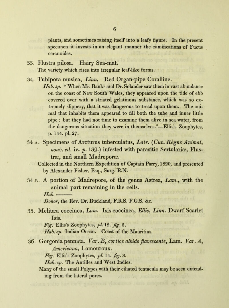 plants, and sometimes raising itself into a leafy figure. In the present specimen it invests in an elegant manner the ramifications of Fucus ceranoides. 33. Flustra pilosa. Hairy Sea-mat. The variety which rises into irregular leaf-like forms. 34. Tubipora musica, Linn, Red Organ-pipe Coralline. Hab. sp. “ When Mr. Banks and Dr. Solander saw them in vast abundance on the coast of New South Wales, they appeared upon the tide of ebb covered over with a striated gelatinous substance, which was so ex- tremely slippery, that it was dangerous to tread upon them. The ani- mal that inhabits them appeared to fill both the tube and inner little pipe ; but they had not time to examine them alive in sea water, from the dangerous situation they were in themselves.”—Ellis’s Zoophytes, p. 144. pi. 27. 34 A. Specimens of Arcturus tuberculatus, Latr, {Cuv, Rigne Animal, nouv. ed. iv. p. 139.) infested with parasitic Sertularise, Flus- trae, and small Madreporae. Collected in the Northern Expedition of Captain Parry, 1820, and presented by Alexander Fisher, Esq., Surg. R.N. 34 B. A portion of Madrepore, of the genus Astrea, Lam., with the animal part remaining in the cells. Hab. Donor, the Rev. Dr. Buckland, F.R.S. F.G.S. &c. 35. Melitaea coccinea, Lam. Isis coccinea, Lllis, Linn. Dwarf Scarlet Isis. Fig. Ellis’s Zoophytes, pi. 12. fig. 5. Hab. sp. Indian Ocean. Coast of the Mauritius. 36. Gorgonia pennata. Var. B, cortice albidoflavescente,Jjam. Var.A, Americana, Lamouroux. Fig. Ellis’s Zoophytes, pi. 14. fig. 3. Hab. sp. The Antilles and West Indies. Many of the small Polypes with their ciliated tentacula may be seen extend- ing from the lateral pores.