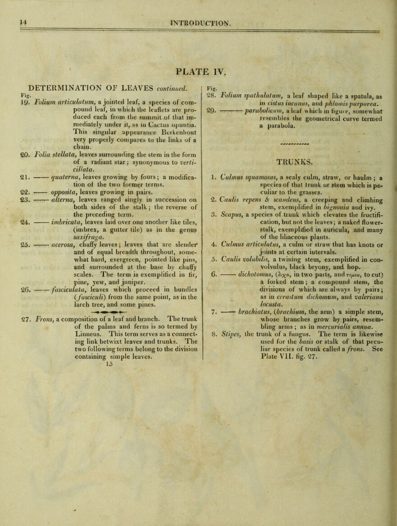 PLATE IV. DETERMINATION OE LEAVES continued. Fig. ]Q. Folium articulatum, a jointed leaf, a species of com- pound leaf, in which the leaflets are pro- duced each from the summit of that im- mediately under it, as in Cactus opuntia. This singular appearance Berkenhout very properly compares to the links of a chain. 20. Folia stellata, leaves surrounding the stem in the form of a radiant star; synonymous to verti- cillata. 21. quaterna, leaves growing by fours; a modifica- tion of the two former terms. 22. opposita, leaves growing in pairs. 23. alterna, leaves ranged singly in succession on both sides of the stalk; the reverse of the preceding term. 24. imbricata, leaves laid over one another like tiles, (imbrex, a gutter tile) as in the genus saxifraga. 25. acerosa, chaffy leaves ; leaves that are slender* and of equal breadth throughout, some- what hard, evergreen, pointed like pins, and surrounded at the base by chaffy scales. The term is exemplified in fir, pine, yew, and juniper. 20. fasciculata, leaves which proceed in bundles (fasciculi) from the same point, as in the larch tree, and some pines. 27. Frons, a composition of a leaf and branch. The trunk of the palms and ferns is so termed by Linneus. This term serves as a connect- ing link betwixt leaves and trunks. The two following terms belong to the division containing simple leaves. 15 Fig. 28. Folium spathulatum, a leaf shaped like a spatula, as in cist us incanus, and phlomis purpurea. 29. parabo/icum, a leaf which in figuie, somewhat resembles the geometrical curve termed a parabola. TRUNKS. 1. Culmus squamosus, a scaly culm, straw, or haulm ; a species of that trunk or stem which is pe- culiar to the grasses. 2. Caulis repens & scandens, a creeping and climbing stem, exemplified in bignonia and ivy. 3. Scapus, a species of trunk w hich elevates the fructifi- cation, but not the leaves; a naked flower- stalk, exemplified in auricula, and many of the liliaceous plants. 4. Culmus articulatus, a culm or straw that has knots or joints at certain intervals. 5. Caulis volubilis, a twining stem, exemplified in con- volvulus, black bryony, and hop. 6. dic/iotomus, in two parts, and tepm, to cut) a foiked stem; a compound stem, the divisions of which are always by pairs; as in cerastum dichomum, and Valeriana locusta. 7. brachiatus, (brachium, the arm) a simple stem, whose branches grow by pairs, resem- bling arms ; as in mercuria/is annua. S. Stipes, the trunk of a fungus. The term is likewise used for the basis or stalk of that pecu- liar species of trunk called a frons. See Plate VII. fig. 27.