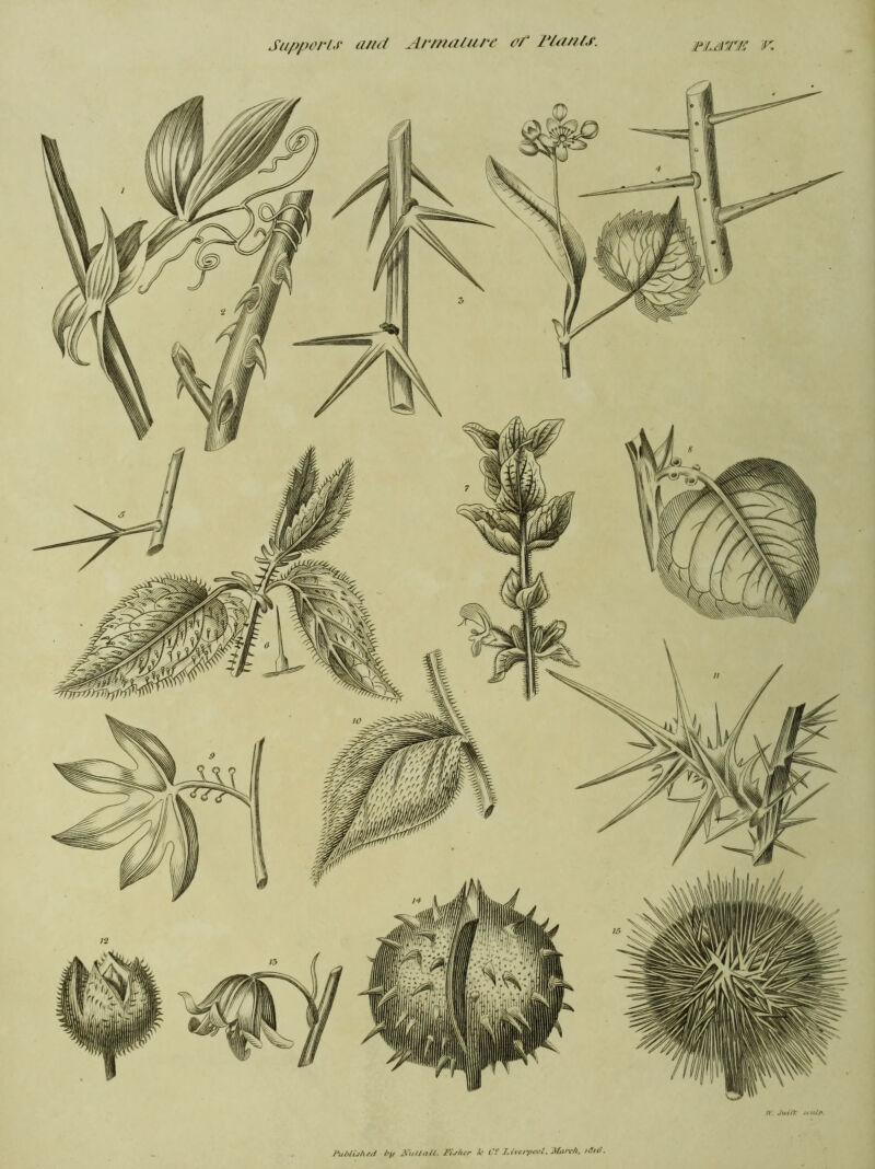 Supports and Armature of 1‘lants. irjLnlTE V. Published by Null all. Fisher £• C! Liverpool. March. idill.