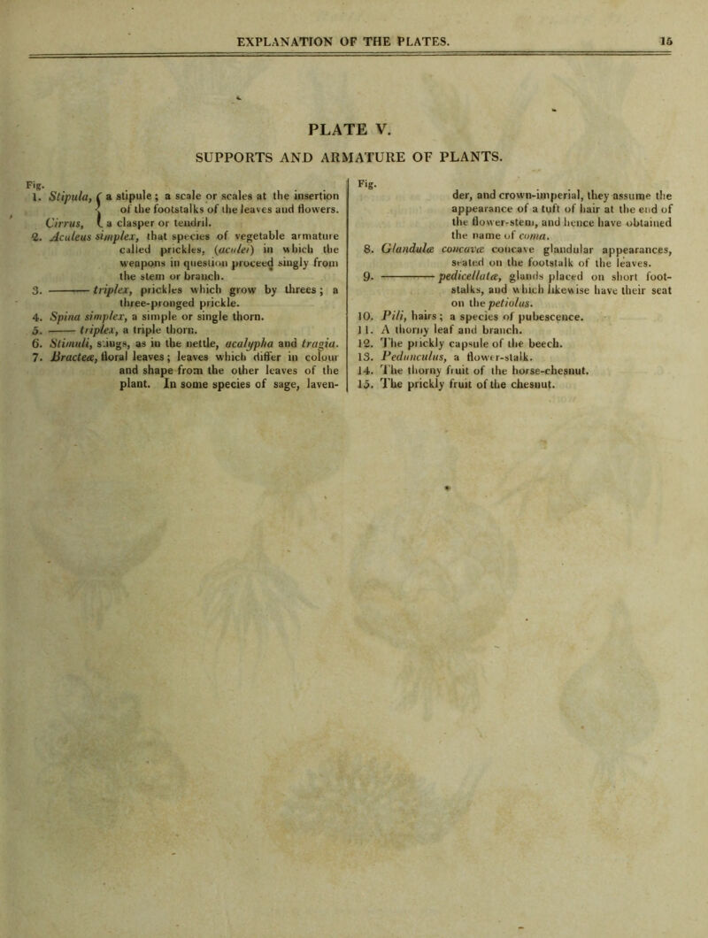 co r» 1. Stipula, ( a stipule; a scale or scales at the insertion < of the footstalks of the leaves and flowers. Cirrus, v. a clasper or tendril. 2. Aculeus simplex, that species of vegetable armature called prickles, (aculei) in which the weapons in question proceed singly from the stem or branch. 3. triplex, prickles which grow by threes ; a three-pronged prickle. 4. Spina simplex, a simple or single thorn. . triplex, a triple thorn. . Stimuli, s.iugs, as in the nettle, acalt/pha and tragia. . Bractea, floral leaves; leaves which differ in colour and shape from the other leaves of the plant. In some species of sage, laven- Fig. der, and crown-imperial, they assume the appearance of a tuft of hair at the end of the flower-stem, and hence have obtained the name of coma. 8. Glandules concaves concave glandular appearances, seated on the footstalk of the leaves. 9* pedicellata, glands placed on short foot- stalks, and which likewise have their seat on the petiolus. 10. Pili, hairs; a species of pubescence. 11. A thorny leaf and branch. 12. The puckly capsule of the beech. 13. Pednnculus, a flowrr-slalk. 14. '1 lie thorny fiuit of the horse-chesnut. lo. The prickly fruit of the chesnut.