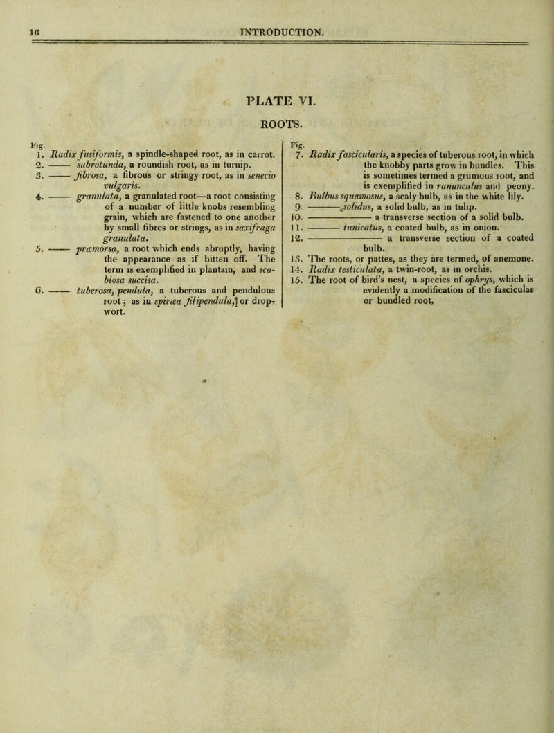 01 so ROOTS. Fi<y 1. Radix fusiformis, a spindle-shaped root, as in carrot. subrotunda, a roundish root, as in turnip. fibrosa, a fibrous or stringy root, as in senecio vulgaris. 4. granulata, a granulated root—a root consisting of a number of little knobs resembling grain, which are fastened to one another by small fibres or strings, as in saxifraga granulata. 5. pramorsa, a root which ends abruptly, having the appearance as if bitten off. The term is exemplified in plantain, and sca- biosa succisa. G. tuberosa, pendula, a tuberous and pendulous root; as in spiraea filipendula,] or drop-r wort. r 7. Radix fascicularis, a species of tuberous root, in which the knobby parts grow in bundles. This is sometimes termed a grumous root, and is exemplified in ranunculus and peony. 8. JBulbus squamosus, a scaly bulb, as in the white lily. 9 ,solidus, a solid bulb, as in tulip. 10. a transverse section of a solid bulb. 11. tunicatus, a coated bulb, as in onion. 12. a transverse section of a coated bulb. 13. The roots, or pattes, as they are termed, of anemone. 14. Radix testiculata, a twin-root, as m orchis. 13. The root of bird’s nest, a species of opbrys, which is evidently a modification of the fascicular or bundled root,