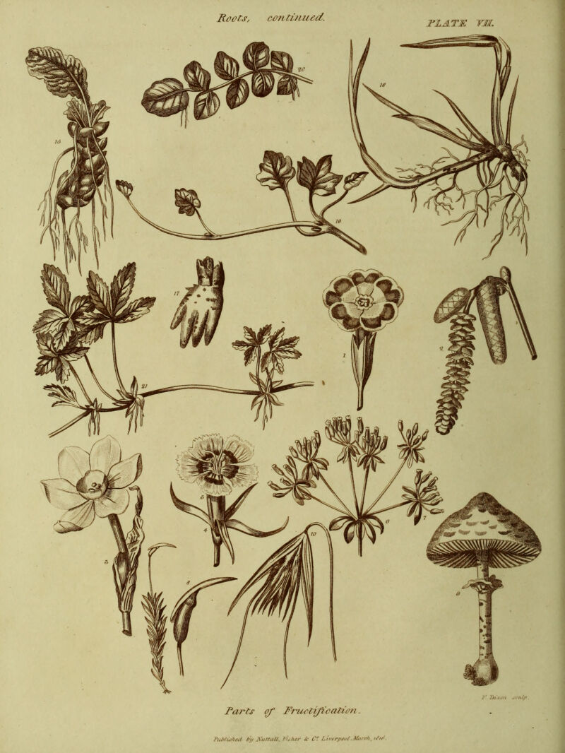 Roots, continued. Dixon so nip. Farts of Fructification. Tubluphed bp Ain tin U. fisher dr C° Liverpool iMarefi, /ftr .