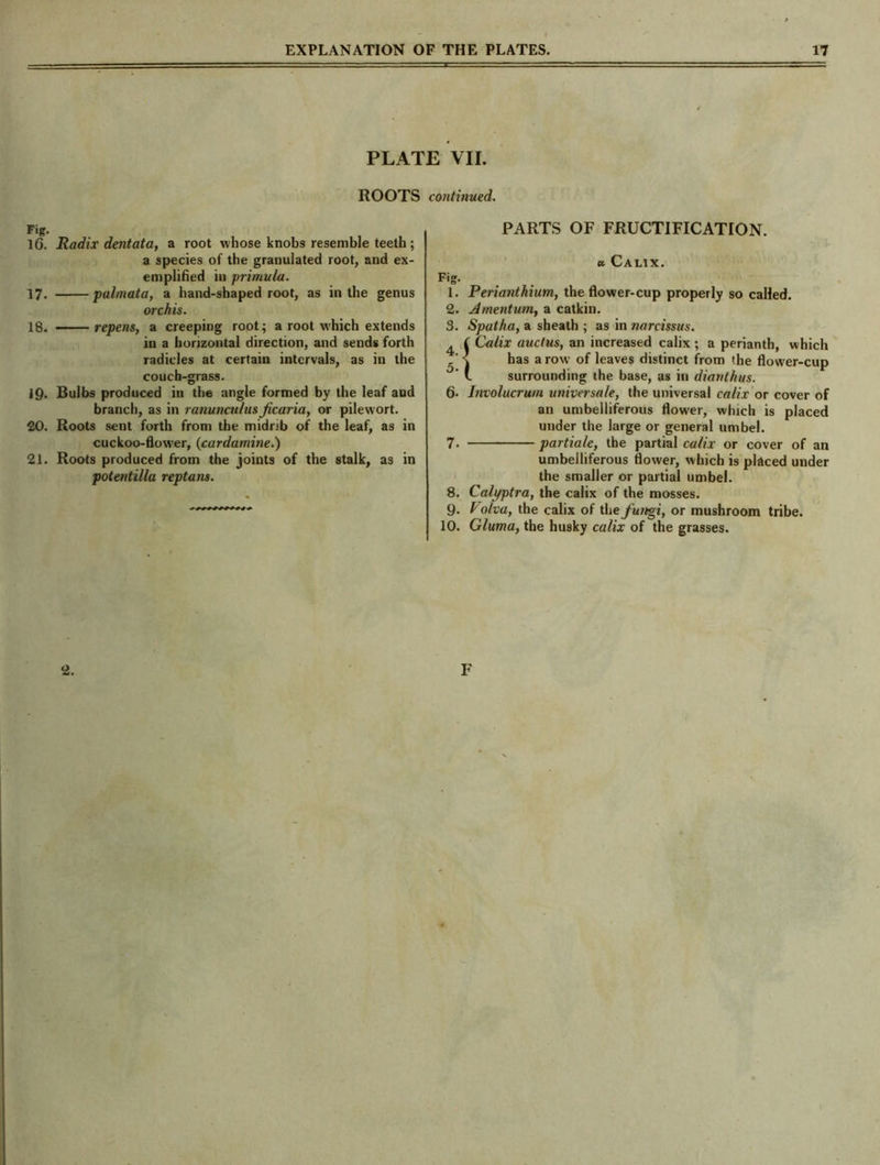 PLATE VII. ROOTS continued. Fig. lG. Radix dentata, a root whose knobs resemble teeth ; a species of the granulated root, and ex- emplified in primula. palmata, a hand-shaped root, as in the genus orchis. repens, a creeping root; a root which extends in a horizontal direction, and sends forth radicles at certain intervals, as in the couch-grass. Bulbs produced in the angle formed by the leaf and branch, as in ranunculus ficaria, or pilewort. 20. Roots sent forth from the midrib of the leaf, as in cuckoo-flow'er, (cardamine.) 21. Roots produced from the joints of the stalk, as in potentilla reptans. 17. 18. 19. Fig. 1. 2. 3. 4. 5. 6- 8. 9. 10, PARTS OF FRUCTIFICATION. a. CALIX. Perianthium, the flower-cup properly so called. Amentum, a catkin. Spatha, a sheath ; as in narcissus. S Calix auctus, an increased calix ; a perianth, which has a row of leaves distinct from the flower-cup surrounding the base, as in dianthus. Involucrum universale, the universal calix or cover of an umbelliferous flower, which is placed under the large or general umbel. partiale, the partial calix or cover of an umbelliferous flower, which is placed under the smaller or partial umbel. Califptra, the calix of the mosses. Volva, the calix of the fungi, or mushroom tribe. Gluma, the husky calix of the grasses. 2. F