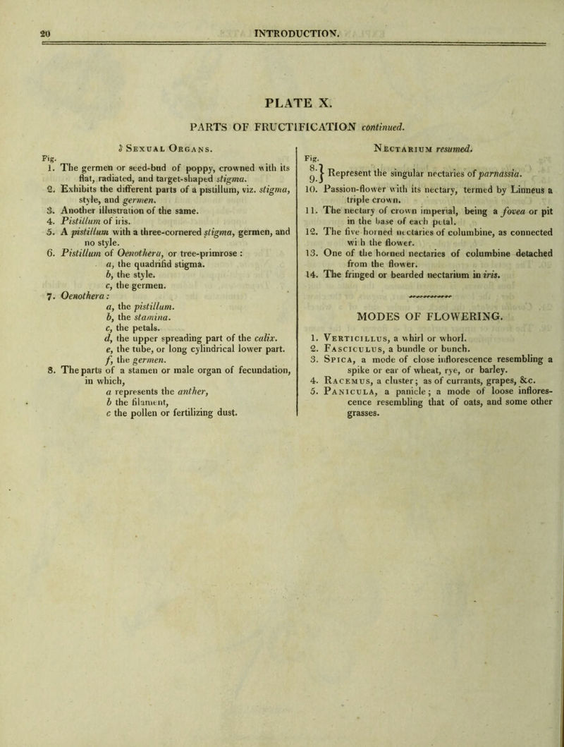 ± PLATE X. PARTS OF FRUCTIFICATION continued. $ Sexual Organs. Fig. 1. The germen or seed-bud of poppy, crowned with its flat, radiated, and target-shaped stigma. 2. Exhibits the different parts of a pislillum, viz. stigma, style, and germen. 3. Another illustration of the same. 4. Pistillum of iris. 5. A pistillum with a three-cornered stigma, germen, and no style. 6. Pistillum of Oenothera, or tree-primrose : a, the quadrifid stigma. b, the style. c, the germen. 7. Oenothera: a, the 'pistillum. b, the stamina. c, the petals. d, the upper spreading part of the culix. e, the tube, or long cylindrical lower part. f, the germen. 8. The parts of a stamen or male organ of fecundation, in which, a represents the anther, b the filament, c the pollen or fertilizing dust. Nectarium resumed. Fig. y’ | Represent the singular nectaries of parnassia. 10. Passion-flower with its nectary, termed by Linneus a triple crown. 11. The nectary of crown imperial, being a fovea or pit in the base of each petal. 12. The five horned nectaries of columbine, as connected wi h the flower. 13. One of the horned nectaries of columbine detached from the flower. 14. The fringed or bearded nectarium in iris. MODES OF FLOWERING. 1. Verticili.us, a whirl or whorl. 2. Fasciculus, a bundle or bunch. 3. Spica, a mode of close inflorescence resembling a spike or ear of wheat, rye, or barley. 4. Racemus, a cluster; as of currants, grapes, &c. 5. Panicula, a panicle; a mode of loose inflores- cence resembling that of oats, and some other grasses.