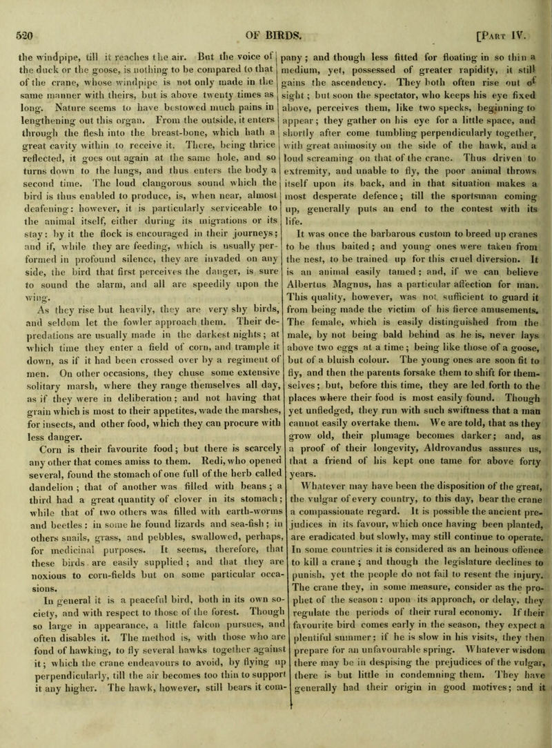 the windpipe, till it reaches the air. But the voice ol the duck or the goose, is nothing to be compared to that of the crane, whose windpipe is not only made in the same manner with theirs, but is above twenty times as long. Nature seems to have bestowed much pains in lengthening- out this organ. From the outside, it enters through the flesh into the breast-bone, which hath a great cavity within to receive it. There, being thrice reflected, it goes out again at the same hole, and so turns down to the lungs, and thus enters the body a second time. The loud clangorous sound which the bird is thus enabled to produce, is, when near, almost deafening: however, it is particularly serviceable to the animal itself, either during its migrations or its stay: by it the flock is encouraged in their journeys; and if, while they are feeding, which is usually per- formed in profound silence, they are invaded on any side, the bird that first perceives the danger, is sure to sound the alarm, and all are speedily upon the wing. As they rise but heavily, they are very shy birds, and seldom let the fowler approach them. Their de- predations are usually made in the darkest nights; at which time they enter a field of corn, and trample it down, as if it had been crossed over by a regiment of men. On other occasions, they chuse some extensive solitary marsh, where they range themselves all day, as if they were in deliberation ; and not having that grain which is most to their appetites, wade the marshes, for insects, and other food, which they can procure with less danger. Corn is their favourite food; but there is scarcely any other that comes amiss to them. Redi, who opened several, found the stomach of one full of the herb called dandelion ; that of another was filled with beans ; a third had a great quantity of clover in its stomach; while that of two others was filled with earth-worms and beetles : in some he found lizards and sea-fish ; in others snails, grass, and pebbles, swallowed, perhaps, for medicinal purposes. It seems, therefore, that these birds are easily supplied ; and that they are noxious to corn-fields but on some particular occa- sions. In general it is a peaceful bird, both in its own so- ciety, and with respect to those of the forest. Though so large in appearance, a little falcon pursues, and often disables it. The method is, with those who are fond of hawking, to fly several hawks together against it; which the crane endeavours to avoid, by flying up perpendicularly, till the air becomes too thin to support it any higher. The hawk, however, still bears it com- pany; and though less fitted for floating in so thin a medium, yet, possessed of greater rapidity, it still gains the ascendency. They both often rise out sight; but soon the spectator, who keeps his eye fixed above, perceives them, like tw'o specks, beginning to appear; they gather on his eye for a little space, and shortly after come tumbling perpendicularly together with great animosity on the side of the hawk, and a loud screaming on that of the crane. Thus driven to extremity, and unable to fly, the poor animal throws itself upon its back, and in that situation makes a most desperate defence; till the sportsman coming- up, generally puts an end to the contest with its life. It was once the barbarous custom to breed up cranes to be thus baited ; and young ones w ere taken from the nest, to be trained up for this cruel diversion. It is an animal easily tamed ; and, if we can believe Albertus Magnus, has a particular affection for man. This quality, however, was not sufficient to guard it from being made the victim ol’ his fierce amusements. The female, which is easily distinguished from the male, by not being bald behind as he is, never lays above two eggs at a time; being like those of a goose, but of a bluish colour. The young ones are soon fit to fly, and then the parents forsake them to shift for them- selves; but, before this time, they are led forth to the places where their food is most easily found. Though yet unfledged, they run with such swiftness that a man cannot easily overtake them. We are told, that as they grow old, their plumage becomes darker; and, as a proof of their longevity, Aldrovandus assures us, that a friend of his kept one tame for above forty years. Whatever may have been the disposition of the great, the vulgar of every country, to this day, bear the crane a compassionate regard. It is possible the ancient pre- judices in its favour, which once having been planted, are eradicated but slow ly, may still continue to operate. In some countries it is considered as an heinous offence to kill a crane ; and though the legislature declines to punish, yet the people do not fail to resent the injury. The crane they, in some measure, consider as the pro- phet of the season : upon its approach, or delay, they regulate the periods of their rural economy. If their favourite bird comes early in the season, they expect a plentiful summer: if he is slow in his visits, they then prepare for an unfavourable spring. Whatever wisdom there may be in despising the prejudices of the vulgar, there is but little in condemning them. They have generally had their origin in good motives; and it