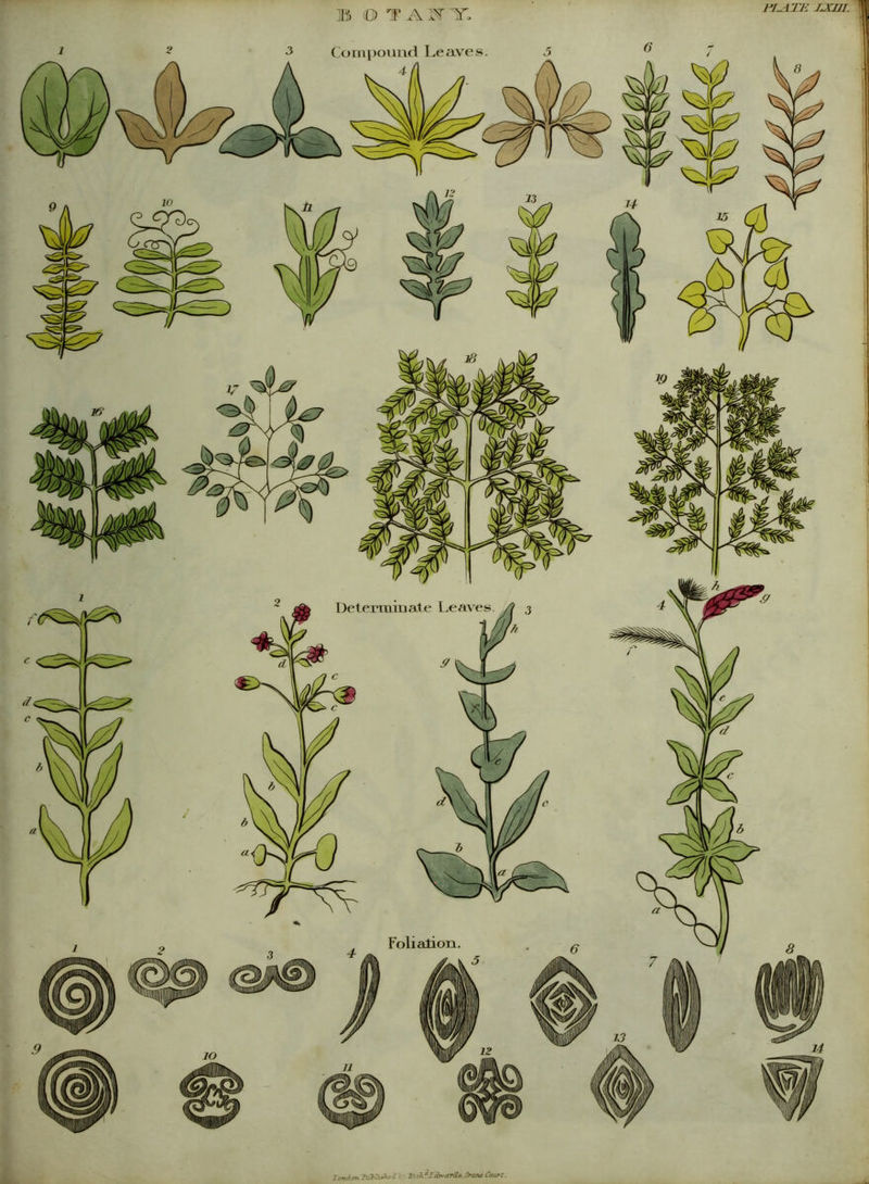 PLATE 1JCI11. Tondon Published Ex *h dtvard-a. Orcjit Court.