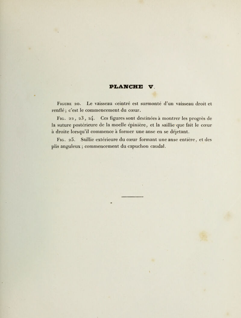 Figure 20. Le vaisseau ceintré est surmonté d’un vaisseau droit et renflé ; c’est le commencement du cœur. Fig. 22, 23, 24. Ces figures sont destinées à montrer les progrès de la suture postérieure de la moelle épinière, et la saillie que fait le cœur à droite lorsqu’il commence à former une anse en se déjetant. Fig. 25. Saillie extérieure du cœur formant une anse entière, et des plis anguleux ; commencement du capuchon caudal.