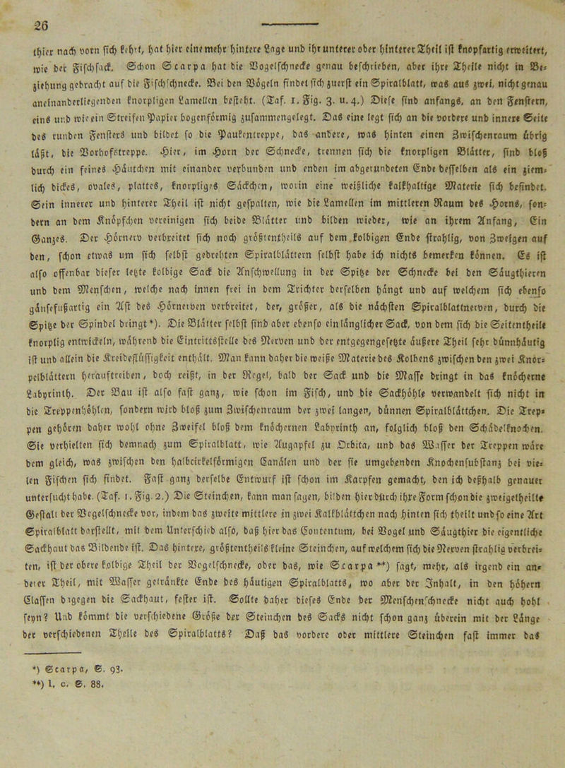 tfjier nach vorn ffd) B.-fjd, tjat fjior eine mehr hintere ?age unb iljr unterer ob« hinterer £h«il i(l Bnopfarfig erweitert, roic ber gifd)fficf, Schon ©carpa hot bie Sogelfdjnecfe genau befd)rieben, aber if>re 2f)cf(e nidjt in S8«r jirbung gebradjt auf bie gifd)id)necfe. Sei ben Sögeln finbet ffdj jtictff ein ©piralblatt, wa« au« jwei, nidjtgenau anefnanberliegenben f'norpligen üamellcn beffeht. (SEaf. i.gig. 3. u. 4.) Diefe ftnb anfangs, an ben genffern, ein« unb wirf in Streifen Rapier bogenförmig jufammengelegt. Da« eine legt ffd) an bie votbere unb innere Seite bcS runben genfferS unb bilbet fo bie ff)auBcntrcppe, ba« anbere, roa« hinten «inen Bwifdjenraum öbrtg löjjt, bie Sorbofftreppe. >£ier, im v£>otn bet ScbnecBe, trennen fid) bie fnorpligen Sldtter, finb blof burd) ein feine« ^dutdien mit cinanber verbunben unb enben im abgetunbeten (§nbe beffelben al« ein jeem. lid) biife«, ovale«, platte«, fnorplige« ©dtfdjcn, tvoiin eine weiflidje fa[ff>afttge Sfaterie ffd) beRnbet. ©ein innerer unb hinterer Sfjcil iff nid)t gefpatten, wie bie Sametten im mittleren Kaum be« $otn«, fon= bern an bem Änöpfd)tn vereinigen fid) beibe Slatter unb bitten wieber, tvie an intern Anfang, ©in ©anje«. Der Jpörnerv verbreitet fid) nod) gröftcntbeil« auf bem folbigen <5nbe ffrafjtig, von 3we{gen auf ben, fdjon etwa« um fid) fetbjl gebrebten Spiralblattern fclbff bn^e id) nidjt« bemerken Bönnen. ©« iff alfo offenbar biefer lebte Bolbige ©ad bie 2fnfdjwe[lung in bet ©pi&e bet Sd)nrde bei ben ©dugtljieren unb bem Sflcnfdirn, welche nad) innen frei in bem Trichter berfelben t)6ngt unb auf welchem fid) ebenfo gdnfefufartig ein 2fff be« dpörnciven verbreitet, ber, gröfer, al« bie ndchffen ©piralblattnerven, burd) bie ©pifcc ber ©pinbel bringt *). Die Sldtter felbff finb aber cbenfo ein länglicher Sac?, von bem ffd) bie Seitenteile fnorplig enttvicfcln, wäijrenb bie GfintrittSffelle be« 9ferven unb ber entgcgengefe(jte aufere SEfjeil feljr bunnhäutig iff unb allein bie ÄretbeffuffigBeit enthalt. 9)ian Bann baber bie weife SOfateriebe« .Kolben« jwifcfjen ben jwei Knor« pclblättcrn l)erauftreiben, bod) reift, in bet Siegel, halb bet Sacf unb bie Slaffe bringt in ba« Bnödjerne gabprintl). 25er Sau iff alfo faff ganj, wie fdjon im gifd), unb bte @acBf)ö()he verwanbelt fid) nidjt in bie £reppm!)ef)lcn, fonbern wirb blof jum 3wifd)cnraum bet jnoei langen, bünnen ©piralblättdjen. Sie STrep» pen get)6cen bat)«c woljt oljne 3weifel blof bem Bnddjernen Sabrrintf) an, folglich blof ben Sd)äbelfnod)en. ©ie verhielten fid) bemr.ad) jutn ©piralblatt, wie Augapfel ju Drbita, unb ba« SBaffer ber Steppen wäre bem gleich, wag jwifdjen ben hulbcirBelförmigen danölcn unb ber ffe umgebenben Knodjenfubffanj bei vie= len gifdjen ffd) finbet. gaff ganj berfelbe Entwurf iff fdjon im .Karpfen gemacht, ben id) befhalb genauer unterfudjthabe. (laf. i.gig. 2.) Die Steineben, Bann man fugen, hüben hier btud) ihre gorm fdjon bie jweigelf)eill* ©effalt ber ScgelfdmccBe vor, inbem ba« jweite mittlere in jwei Kalfb!ättd)en nad) hinten ffd) fheilt unbfo eine Tfrt ©piralblatt barffellt, mit bem Unterfdjicb alfo, baf hier ba« ©ontentum, bei Sogei unb ©äugthier bie eigentliche ©acBhaut ba« Silbenbe iff. Da« hintere, gröftentheii« fleine Steinchen, auf welchem ffd) bie Sternen ffrahtig nerbrei» ten, iff ber obere Bolbige Sfjeit ber SogelfcfjnecBe, ober ba«, wie ©.carpa **) fagt, mehr, al« irgenb ein an« betet 3ft>oit, mit ©affer geiränBtc ©nbe be« heutigen ©piralblatt«, wo aber ber Snljalt, in ben hohem (Staffen bigegen bie SacBljaut, feffer iff. Sollte bähet biefe« @nbe ber 2ßenfd)enrchnccfe nicht auch hohl fepn? Unb Bömmt bie verfchiebene ©cöfe ber ©teindjen be« SacB« nicht fcfjon ganj uberein mit ber hänge bet vcrfdjiebtncn 2f)*Ue be« Spiralblatt«? Daf ba« vorbere ober mittlere ©teindjen faff immer ba« *) ©carpa, ©. 93. **) 1. c, S. 88.