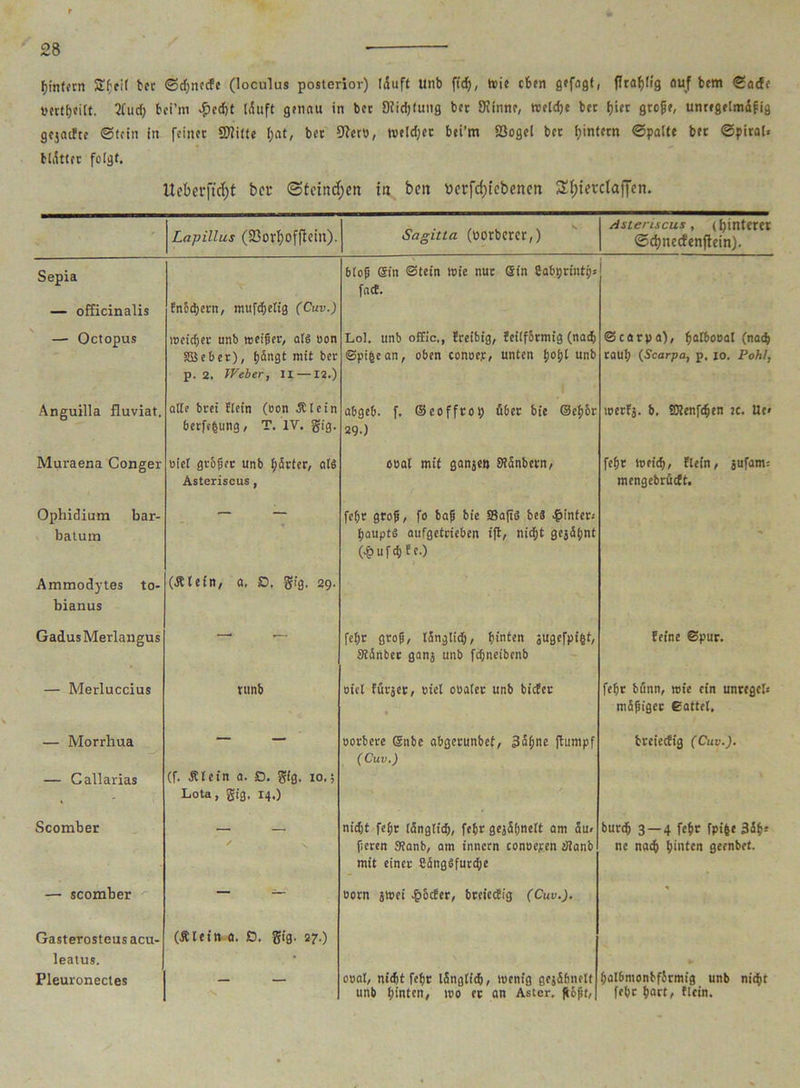fli'nfocn Sf'cit ber ©djnecfe (loculus posterior) fiuft unb ftd), toie eben gefogt, fTraf>ffg auf bettt ©a<ft 2fud) fcei’m $cd)t (<$uft genau in ber Diidjfung ber 9?lnne, meldje ber fjicr gro|je, unregelmäßig gejatfte «Stein in feinet Quitte I)at, bet 9?cro, tvetdjec bei’m 23ogei bet ^intern ©patte bet ©piral» Hättet folgt. Ueberftcfyt bet- (Steinten in ben ttcrfd;tcbencn Sf)tevdaf]’en. , Lapillus (33orf)offiem). Sagitta (porbercr,) Astenscus, (hinterer ©djnetfenfiein). Sepia — officinalis Enedjetn, ntufcheÖg (Cuv.) bioß Sin ©tein mie nuc ein Sabrjrinti): faef. — Octopus treiefjet unb meiner, als oon äöeber), hängt mit ber p. 2. Weber, 11 —12.) Lot. unb offic,, Ereibig, Eeüfärmig (nach ©pi|ean, oben conoep, unten 1)ot)l unb ©carpa), hnfboeal (nach tauf) (Scarpa, p. 10. Pohl, Anguilla fluviat. atte brei Eiein (oon .Klein berfefcung, T. IV. gig. abgeb. f. ©eoffrop öbet bie ©efj&r 29.) loerfj. b. SJlenfdjen tc. Ile» Muraena Conger oiel großer unb härter, als Asteriscus, cool mit ganje» SEanbetn, fefir meid), fletn, jufam; mengebrüeft. Ophidium bar- batum feßt groß, fo baß bie 33a(t$ beS hinter; haupts aufgeteieben ifi, nidjt geääßnt Oh u f d) E f •) ' Ammodytes to- bianus (Klein, a, D, gig. 29. GadusMerlangus ■— fet>r groß, länglid), hinten jugefpigt, 3Eänber ganj unb fdpteibenb feine ©pur. — Merluccius ttinb oiel Fütjet, riet otialer unb bicEet feßr bann, wie ein untegels mäßiget ©attel. — Morrliua — Callarias (f. Klein a. D. gig. 10.; Lota, gig. 14.) tiotbere enbe abgetunbef, 3äßne ftumpf (Cuv.) treieefig (Cuv.). Scomber nid;t fefir länglich, fefir gejäßnett am äu» ßeren Stanb, am innccn conoepen dtanb mit einet £ängSfurd;e burd) 3 — 4 feßr fpi&e 3äß» ne nah hinten geenbet. — scomber — — ootn stttet ^>6c£er, breiedig (Cuv.). % Gasterosteusacu- leatus. Pleuronectes (Klein a. D. gig. 27.) •X ooal, nicht feßr länglich, toenig gepähnelt unb hinten, mo ec an Aster, fbößt, hatbmonbfirmig unb nicht febt hart, Eiein.