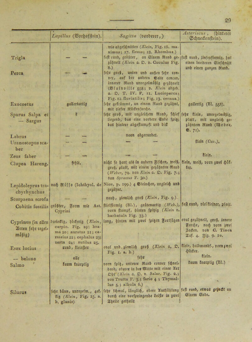 Lapillus (33orj)offtcin). Sagitta (oorberer,) Astcriscus, (Hinterer <?5d)necfen|tein). Trigla Perca Exocoetus Sparus Salpa et — Sargus Labrus Uranoscopus sca- ber Zeus faber Clupea Hareng. Lepidoleprus tva- chyrhynchus Scorpaena scrofa Cobitis fossilis Cyprinus (in ollen 2fcten feßr tegeU mdjjig) Esox lucius — belone Salmo Siluru» gallertartig f«&W. natß Stiffo (Ichthyol, de größter, gorm wie Ast. Cyprini breiedfg, l)5cferfg (Klein, carpio. Fig. 19; bra- ma20; auratus 21; ca- rassius 22 ; cephalus 235 zerta 24; rutilus 25. runb, (leinfter alle Eaurn Enorplig feßr bunn, unregetm., 4ef, fig (Klein, Fig, 15. a. b, glanis) wie abgeftßnitten (Klein, Fig. 16. ma ximus; 17. flesusj 18. Rhombus.) fafl runb, größter, an einem 3tanb ge, sdßnelt (Klein a. £>. b. Guculus Fig. 8.) feßr groß, unten unb außen feßr con= »er, auf ber anbern ©eite concao, innerer Slanb unregeimäßig grädßnelt (SSIafnnille 5585 B. Klein abgeb. a. D. T. IV. F. 11. Luciopercaj Fig. 12. fluviatilis; Fig. 13. cernua.) feßr gcErömmt, an einem 3Janb gejaßnt, mit tiefer SliicEenfurcße. feßr groß, mit ungleicßem ©anb, feßief liegenb, bas eine oorberc Snbe fpifc; ba6 ßintere abgeßumpft unb bief »otn abgerunbet. nießt fo ßart als in anbern gifeßen, treiß, groß, platt, mit einem gejdßnfen Stanb (Weber, 79. 00)1 Klein a. £>. Fig. 7.} Don Sprattus F. 30.) Nice, p. 199.) 4 ©teineßen, ungieieß unb gejäßnt. rauß, jtemiitß groß (Klein, Fig. 9 ) ftielförmig (Bl.), grdtenactig (Web.), oorn (tumpf, ßinten fpißig (Klein b. barbatula Fig. 33.) lang, ßinten mit jwei fpißen gortfdßen ooal unb, jiemtieß groß (Klein a, D. Fig. 1. a. b.) feßt Born fpfj, unterer Stanb eonocr ftßnei, benb, oberer in bet ©litte mit einer litt Dßt (Klein a. D. B. Salar. Fig. 2.; OOnTrutta F. 3.5 fario 4 5 Thymal- lus 5.5 albula 6.) feßr feßmat, idnglicß, obere IfuSßbßtung bureß eine oorfpringenbe Ceijte in jwei Sßeiie getßeitt fa(t runb, linfenfßrmig, ßat einen breiteren ©infdjnift unb einen ganjen Stanb. gallertig (Bl. 558). feßr Eiein, unregelmäßig, platt, mit ungieieß ge* ädßntcm Stanb (SBeber, ©. 71). Elein (Cuv,), Hein. Elein, weiß, Born stoei £&E= fer. faßt runb, Biclfleincr, platt. oral geüdßnelt, groß, innere gureße, naeß Born jwei Baden. Bon C. Tinea SEaf. 4. gig. 9- 10. Elein, ßalbmonbf., pornjWfi ■£6cEcr. Elein. Eaum Enorplig (Bl.) faft runb, etwa« gejatEt an einem enbe.
