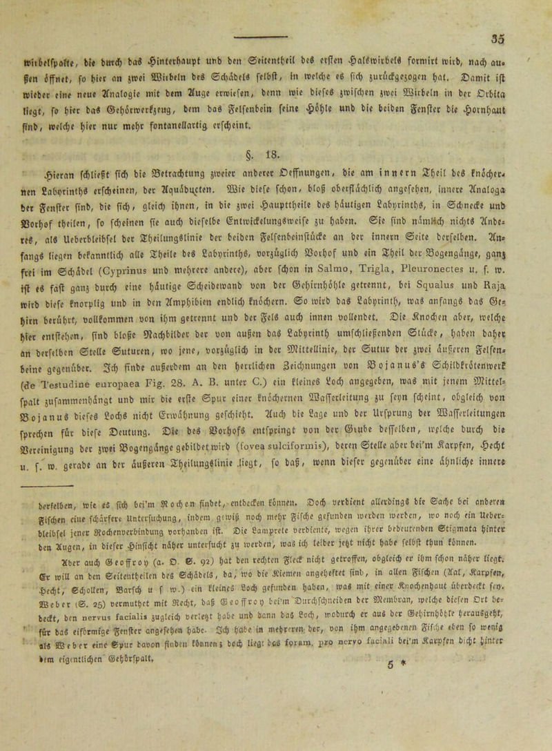 wit6elfpafte, bte bttttf) ba« Hinterhaupt u^b ben ©eitentbeii bc« erffcn Halswirbel« formirt wirb, nadf> au. ffen 6ffn»t, fo hier nn jwei SBiibeln be« ©d>äbel« felbff, in wetd)e e« fidj sutucfgcjogfn hat. Damit ift roiebec eine neue Analogie mit bem 2Iuge erroiefen, benn wie biefe« jwifdjen jwci SSirbeln in bec Drbita liegt, fo hier ba« ©cfj6tn?erfjeug, bem ba« gelfenbein feine Höf)|e unb bie bciben genftcr bie Hornhaut finb, welche hi« nur mef)t fontaneliartig crfdijeint. §• 18. hieran fchliept ficf) bie S5etradf>tung jweier anbetcc Deffnungen, bie am innern £f)ei( be« fnocher. nen 2abprin(l)$ etfcheinen, bet 2(quäbi(cten. 5öie biefe fd>on, btog oberflächlich nngefeften, innere Analoga ber gcnftec finb, bie ftd). gleid) ihnen, in bie jwei ^)auptt£;eile bcö Ijdutlgen 2a6printt)S, in ©cfnecfe unb 5ßoti)of tbeiien, fo fdjeinen fie auch biefelbe 6ntwicfelung«wcife ju fjabeit. ©ie finb nämlich nid)t« ?(nbc* re§, alö Uebetbieibfet bet 3!f)ei(ung«iinie bet beiben gelfenbcinftücfe an bet inneen ©eite bccfelben. 2(n. fang« liegen befonnttid) alle St)eite be« ßabprintf)«, »orjüglid) Bochof unb ein S^eil bet Bogengänge, ganj frei im ©d)äbel (Cyprinus unb meutere anbete), abet fchon in Salmo, Trigla, Pleuronectes u. f. w. tfl e« faft ganj butd) eine häutige ©djeibetoanb oon bet ©cf)irnf)6l)le getrennt, bei Squalus unb Raja wirb biefe fnorptig unb in bcn Amphibien enblid) fnochetn. ©o wirb ba« Üabprintfi, wa« anfangs ba« ©t. Ijitn berührt, öollfommen non iljm getrennt unb bet gel« aud) innen üolienbet. Die Änochen aber, welche hier entfielen, finb blofjc 9fad)bilbet bet uon aupen ba« Sabptintf) umfcf)liepenben ©lüde, l;nben baljec an betfelbcn ©teile ©uturen, wo jene, ootjitglid) in bet SHittellinie, bet ©utut bet jwei äujieren gelfen. beine gegenüber. 3d) ftnbe aupctbem an ben t)txü\i)tn 3eid;nungen oon BojanuS’S ©djilbfrötenwetE (de Testudine europaea Fig. 28. A. B. unter C.) ein Heine« 2od) angegeben, wa« mit jenem CMittcU fpalt jufammenbängt unb mir bie etjle ©put einet fncdjetnen SBa(fep.lcitung ju fepn fdjeint, obgleich »on Bojanu« biefe« 2och« nid)t ©cwäfnung gefrf)ief)t. 2fud) bie Sage unb bet Urfprung bet SBafferleitungett fpredjen für biefe Deutung. Die bc« Borhof« entfptingt oon bet ©lube beffelben, welche burd) bie Bereinigung bet jwei Bogengänge gebilbet wirb (fovea sulcifortnis), beten ©teile abet bei’m Karpfen, H«h* u. f.w. getabe an ber äupeten SEt)eitung«linie .liegt, fo bajj, wenn biefcr gegenüber eine ähnliche innere berfelben, wie eä fid> bei’m SR o cf> en finbet, entbecfen fSnnen. Doch oetbient allerbfng« bie ©acht bei onberett gifcfen eine fdjärfere Unterfm&ung, inbem gcwip noch mejr gifdje gefunben werben werben, wo nod; ein Ueber. bleibfel jener Stochenoerbinbung oorhanben ift. Bie Camprete oerbiente, wegen ihrer bebeutSenben Stigmata hinter ben Jtugen, in biefer |)inftdj)t näher unterfudjt a« werben, wa« id) teiber jefct nicht habe felbft thun fSimen. Xber aud) ©eoffrop (a. 0- 6. 92) hat ben redjten gled nicht getroffen, obgteid) er ihm fdjon näher liegt. Sr will an ben ©eitentfeiten be« ©chäbelS, ba, wo bie Äiemen angeheftet finb, in alten giften (dal, -Karpfen, £e<bt, ©djotlen, S8arfch u f w.) ein (leint« Sod) gefunben haben, was mit einer. Änothenpout überbeett fr». Söebet i@. 25) »eemuthot mit «Recht, baf ffieoffreo bei’m Burdjfchnciben ber Membran, welche biefen Qrt be. bedt, bcn nervus faciali. äugteich »erlebt habe unb benn baS Cod), »oburch er aus ber ©ehirnhShfe (lerauSgcht, für baS eiförmige genffer angefehe* habe- 3<h habe in mehreren ber, oon ihm angegebenen gifdje eben fo wenig als SB eher eine ©pur baoon finbcn (bnnenj boih liegt bc« fpram. x>ro nervo faciali bei’m Äarpfen bippt hinter bem eigentlichen’ ©ehSrfpalt, , ^