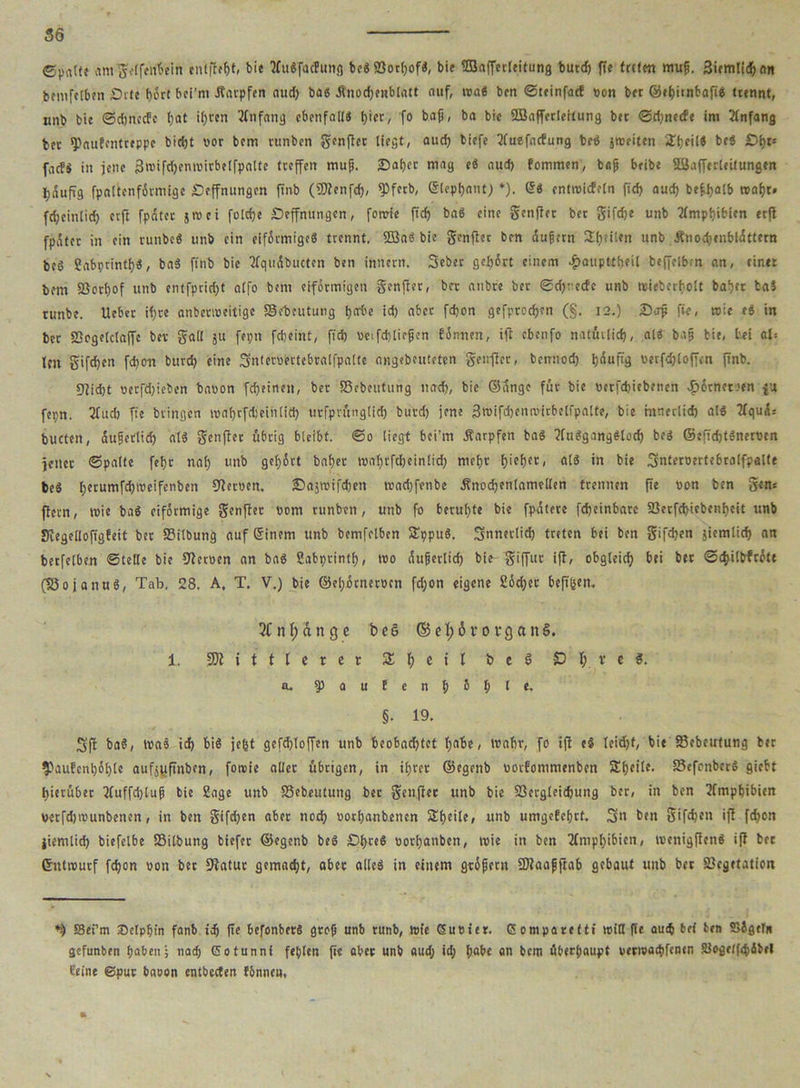 ©palte am gvlferibein cnlftefjt, bie ?fu«facfung be« SSorljof«, bie fZSafferleitung butcf) ffe treten muff Siemlidf) an bemfelben Srte hört bei’m .Karpfen audj ba« Knodjenblatt auf, tva« bcn ©teinfaef von ber ©eljttnbafi« trennt, nnb bie ©djnccfc fjat il;rcn Anfang ebenfalls t)ier, fo bafi, ba bie SBaffcrleitung ber ©d;necfe im Anfang bet sP«ufcntreppc bidjt vor bcm runben genftet liegt, aud) biefe 2fuefncfung be« jtveiten StjeiK be« £3t)t= facfS in jette 3tvifd)emvirbelfpalte treffen mufi. 25al)ct mag e« aud) fommen, bnfj beibe Söafferleitungen Jjaufig fpaltenfötmige Hoffnungen ftnb (ÜRenfd), tyfnb, C5lept>nut; *). 15« entroicfeln ftd) aud) beffyalb roaf)t* fd)cittlid) erft fp5ter jtvei folcfje Hoffnungen, fomie ft'd) ba« eine genfiet ber gifdje unb Amphibien erfl fpätcr in ein runbe« unb ein eiförmige« trennt. 2Ba« bie genfiet ben aufiern 2f)eilen unb Knod)enbl<5ttern be« Sabprintf)«, ba« ftnb bie tfquöbuctcn ben innern. Seber gehört einem ^>aupttt>eit beffelbm an, einet bem 5ßorl)of unb entfprid)t alfo bent eiförmigen genfiet, ber anbre ber ©d)-eefe unb reieberbolt bal)ft ba$ tunbe. lieber ifjre anbenveitige Sebcutung tjad'e id) aber fdjon gefproefjen (§. 12.) D-.rfj fie, tvie e« in ber Söogelclaffc bev gall ju fepn fdjeint, ft'd) vcifditicfjen fötrnen, ift cbenfo natütlid), al« bajj bie, bei als Ictt gifd)en fd)on burd) eine Snfervertebralfpalte angebfiitctcn geirfter, bennod) Ijüuftg verfdjloffen ftnb. 9tid)t verfd)ieben bavon fdjeinen, bet SScbnttung nad?, bie ©angc für bie verfd)iebenen Kornetten fa fepn. 3lud) fie bringen tvafjrfrfjeinlid) urfprünglid) buvd) jene 3tvifd)emvitbelfpalto, bie mtierlid) al« tfqui= buctett, üufjetlid) al« genfiet übrig bleibt. ©0 liegt bei’m Karpfen ba« ?fu«gang«lod) be« ©cffd)t«neroen jener ©palte fefjr naf) unb gehört bafjet tvafjrfdjeinlid; nietjr f>ief)ec, al« in bie Snteroertebralfpalte be« f;erumfd)tvcifcnben Wernen. Hastvifdjen tvad)fenbe Knodjenlamellen trennen fie von ben gern ftern, tvie ba« eiförmige genfter vom runben, unb fo beruhte bie fpatere fd)einbarc 25erfd)tebenf)eit unb Sffegeüofigfeit ber Silbung auf Sinem unb bemfelben S£ppu«. Snnerlid) treten bei ben gifdjen jiemlicf) an betfclben ©teile bie Wcrven an ba« Sabprintf), tvo Atrgerltd) bie giffut ifl, obgleich bei ber ©cf)ilbfröte (töojanu«, Tab. 28. A, T. V.) bie ©el;ötnetvcn fd;on eigene 2öd;et beftfeem X n I; d n g e b ce © e 1; 6 r 0 pcj a nS. 1. SW i f t I c t e t 31 f) e t I b c 6 £> \) t c 9. a. 9)aufenf)öf)le. §• 19. 5 ft ba«, tva« id) bi« je&t gefc&loffen unb beobadjtct f>abe, tvnbr, fo ift c« leidet, bie 23ebeutung ber $aufcnt)öf)te aufsyftnben, fotvie aller übrigen, in il;rer ©egenb vorfommenben Steile. Sefonber« giebt hierüber 2(uffd)lufi bie Sage unb 33ebeutung ber genfiet unb bie Sßergleidjuttg ber, in ben Amphibien verfdjtvunbenen, in ben gifdjen aber nod) vort)anbencn Steile, unb umgefeljrf. 3» beit gifdjen ift fefjon iiemlid) biefelbe SÖilbung tiefer ©egenb be« Hl>re« vorfyanben, tvie in ben 2fmpt)ibkn, tvcnigflen« ifl bet Cfttttvutf fd)on von ber Watur gemacht, aber alle« in einem gtöfern SWaafftab gebaut unb bet Sßcgetation 83ei’m Sclpbtn fanb tdj fte befonbers gtef) unb runb, tote 6ueier. Comparetti will fie aut$ bei ben Sögeln gefunben fjabett; ttacb Gotunnl fehlen fie abec unb aud; id; f)abe «n bem überfjaupt vertvatpfenen Siogetfdiibel feine Sput baoon entbecten fbnncu, •j..