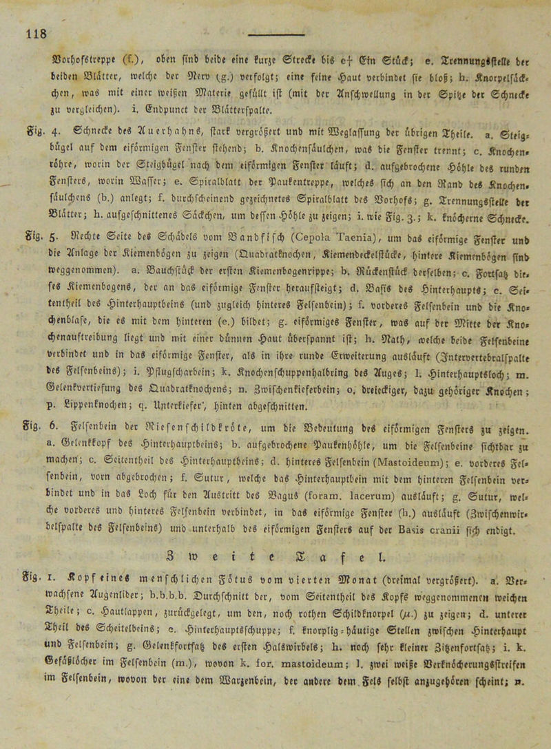 »orhofgtreppe (f.)/ oben finb beibe eine furje Strccfe big ef Ein Stücf; e. Srennunggftefle bet beiben »lütter, welche bet 9?ero fg.) »erfotgtj eine feine Haut perbinbet fie bloß; h. Änotpelfücf. d;en, mag mit einet Welpen Sflntcrie gefüllt ift (mit bet UnfchmeUung in bet Spi(je bet Schnede ju Pergleid;en). i. Enbpunct bet »lütterfpalte. gig. 4. Schnede beg 3(uechabng, flat! pergröjjert unb mit SBeglaffung bet übrigen a. ©teig* bügcl auf bem eiförmigen genfler ffeljenb; b. Üfnochenfaulchen, mag bie genfler trennt; c. Änodjen« rif)«/ worin ber Steigbügel nach bem eiförmigen genfler lauft; d. aufgebrodjene Höhle beg runbett genflerg, worin SSaffer; e. Spitalblatt bet fPaufentreppe, weicheg fid> an ben Dlanb beg Sinodjen. faulcfjeng (b.) anlegt; f. burd)fd>einenb gejeidjneteg ©piralblatt beg SSorfjofg; g. Stennunggflelle btt »lütter; h. aufgefcfjnitteneg ©üddjen, um beffen £6f)(e jti geigen; i. wiegig.3.; k. fnöcherne Schnede. gig. 5. 9fed;te Seite beg Sd'übelg pom »anbfifch (CepoVa Taenia), um bag eiförmige genfler unb bie llnlage bet Äiemenbögen ju jeigen (£luabrat!nod)en, Äiemenbedelflüde, Untere .Riemenbögen flnb weggenommen), a. »auchftütf ber erflen Äiemcnbogenrippe; b. Siüdenflüd berfelben; c. gottfafc bie. feg üiemenbogeng, ber an bag eiförmige genfler Ijecauffleigt; d. »aft'g beg |)inter()nuptg; c. Sei« tentf)fil beg Hiutcrhauptbeing (unb gugteict) hintereg getfenbein); f. Porbereg gelfenbein unb bie jfno* djenblafe, bie eg mit bem hinteren (e.) bilbef; g. eiförmigeg genfler, wag auf bet Sftifte ber Äno* djenauftreibung liegt unb mit einer bünnen ^)aut überfpannt ifl; h. 91atf), welche bcibe gelfenbeine Perbinbct unb in bag eiförmige genfler, alg in ihre runbe Erweiterung auglüuft (gnteroertebcalfpalfe beg gelfenbeing); i. fPfluafdjarbein; k. ünod>cnfd)uppent)albring beg llugeg; 1. ^interhauptg(od); m. ©elenfoertiefung beg £luabrat!nod)eng; n. Bwifdjenfieferbein; o. breieefiger, baju gehöriger Änochen ; p. £ippenfnod)en; q. Ujiterfiefer’, hinten abgefd;nitten. gig. 6. gelfenbein ber 91 ie fen f d) i lb frö t e, um bie »cbeutung beg eiförmigen genflerg ju jeigen. a. ©elenffopf beg ^linterhauptbeing; b. aufgebrochene ^aufenhöhl«, um bie gelfenbeine fTdjtbär ju machen; c. ©eitentheil beg >£)interhauptbcing; d. hintereg gelfenbein (Mastoideum); e. porbereg gcl» fenbein, Pom abgebrochen; f. Sutut, welche bag Hinterhauptbein mit bem hinteren gelfenbein Per» iinbet unb in bag Sorf) für ben llugtritt beg 2?agug (foram. lacerum) auglüuft; g. Sutur, web che Porbereg unb hintereg gelfenbein Perbinbet, in bag eiförmige genfler (h.) auglüuft (3wifchenwit« belfpalte beg gelfenbeing) unb unterhalb beg eiförmigen genflerg auf ber Basis cranii fid) enbigt. 3 it» e i t e Z a f c t. gig. 1. Jtopf «ineg m en f d) I i djen gö tug pom p i ertcit 2J?ona t (brefmal Pergröpert). a. »er« wadjfene Jlugenlibet; b.b.b.b. iDurd;fd)nitt ber, Pom ©eitentheil beg Äopfg wrggenommencti Weichen 5thc'ie; c. Hnutlappen, jurücfgelegt, um ben, noch rothen Schilbfnorpei (/r.) ju jeigen; d. unterer Sh£it beg Scheitelbeinö; e. Hinterhauptgfchuppe; f. fnotplig. heutige Stellen jmifdjen H'ntc,'&auPt unb gelfenbein; g. ©elcnffortfah he® erflen ^aldtoirbelg; h. nod) fehr f(einer 3ihenfortfah; i. k. ©efaplödjer im gelfenbein (m.), wopon k. lor. mastoideum; 1. jwei roeipe »crfnödjcrunggflrcifen im gelfenbein, wopon ber eine bem SBarjenbcin, bet anberc bem geig fetbfl anjugehören fcheint; p.