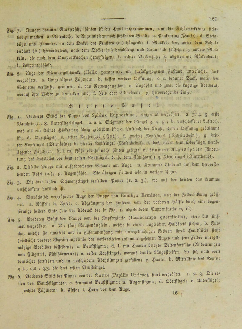 gjg, 7- Sunger braune« ©ra*ftofcb, f)in(cn ift bie Haut weggenommcn, um bie ©cfjornjcrfjcugc fidjt. bntju machen. a. fttaftnloch; b. ?(uge mit bemnod) fidjtbare« ©palt; c. spaufenring (s])aufc); d. ©teig* bfigel unb Jammer, an bem Sccfcl be* genftet* (e.) hdngcnb; f. SRuSfel, ber, unter bem ©d>ul* terMatt (h.) hetoortretenb, nach bem Secfrl (e.) ^ccabficigt uub baran ftd> fefifegt; g. anbete 9J?u*-- fein, bie nad) bem JQuabratfnodjen herabfteigeni. red;tcc Sotberfujj; k. abgetmmte 9?ucfcnf)aut; . 1. 2abprintl)*blafe. gifl. 8- 2fugc bet 5Beinb»tg«fd>necfe (Helix pomatia), im jurjjtfgejogenen 3u(lanb untetfudjt, (Tat! pergröjjert. a. Umgeflülpte* gf^tfiorn; b. befien porbere Seffnung; c. c. bräunet ©aef, worin bet ©eljnetüe «erlauft, geiffnet; d. ba* SletPenganglion; e. Augapfel unb jwar bie fugelige Oberhaut, tvorauf ifjte «5d)et ju bemeefen (iub; f. Sri* ober diüarfronc; g. hetPorragenbe Sirffe.’ SS i e t t c £ a f c l. gig. i. SSocbcrcö ©fuef bet fPuppe Pon Sphinx Euphorbiae, einigemal pcrgrofieit. 2. 3. 4 5. eure ' SSauchtingel; 8- Unterflügelringel. a, a. a. ©tigmata bet Stingel 3. 4 5.; b. perfdjtoffene* Euftloch, tua« at* ein «eine* £6cferd)cn übrig geblieben ifl; c. 2uftlod> bet 23ru(l, beffen Seffnung gebrummt iftj d. Sbetflügel; e. elfter Äopfringel (gel*); f. jweiter Äopfrjngel (©djeitelbein); g. beit* ter Äopfringel (©tirntxin); h. eiertet Äopfringel (SRafenbei*?,); i. baö, neben bem Sberflügel herab, lifgenbe. gftbÄorns k.l. m. güßc ebenfo nach hinten gelegt; n. frunime tfugenfpalte (2fnbeu= tung be* Eufiloch* Pot bem erffen Üopfflugel, b. b- bem güfylfjotn); q. SStujltingel (Hinterhaupt). gig. 2. £iiefelbe *puppe mit aufgebrodjener ©djaale am 2(uge. n. Ärummet ©inbruef auf bem tjetvorfte* Ijenbtn 2Tpfel (o.); p. 2fugenf)6f)le. Sie übrigen Seidjcn wie in Poriger gigut. gig. 3. Sie brei legten ©djipanjringet berfelben *Puppe (1. 2. 3.), t«o auf bet britten ba* Erumm* petfdjloffene Euftloch ifl- gig. 4. S3etrad)tlicf) pergröferte* 2(uge ber «Puppe pon Bornbyx Erminea, Por bet gelbevbilbung gedff* net. a. Siüffel; b. Ulpfel; c. ^bgtdnjung bet hinteren pon ber porbeten Hdlfte butd) eine bogen* förmige hellere Einie (bie bet Nbbtucf bet in gig. 1. abgebilbeten «puppenfurdK n, tfl). gig. 5. SSorbete* ©tue! bet Staupe oon ber Äupferglocfe (Lasiocarapa quercifolia), «irr* bi* fünf* mal Pergrofjert. a. Sie fünf Staupenüuglcin, welche in einem ungleichen, Halbfrei* flehen ^ b. gut* ehe, welche fte umgiebt unb in gufammenhang mit unregelmäßigen gelbem ihre* Hautjlucf* fleht (pielleicht Porbere IHbgtdnjungSItnie be* porbereiteten jufammengefegten 3lugc* unb jene gelber unregel* maßige Söorbilber beffelben); c. SSruflftigma; d. i. mit Haaren befegte ©eitenfortfdge (Hnbeutungen pon glügeln?, gühlh$rnetn?); e. erflet Äopfringel, worauf bunfle 2dng*ftceifen, bie ftd) nach porn beutli^er fortfegen unb in perfebiebene Abteilungen jerfallen; g. Hnare; h- ^ittclIinie M Ä0^J q.l., q.2. , q.3. bie brei etfien S3rufttingel. gig. 6. «Sorbete* ©iücf bet «puppe Pon ber Äante (Papilio Urticae), flat! oergrdfjctf. 1. 2. 3. Sie er* jien brei «Sauchfligmata; c. ftumme* «Sruflftigma; n. Augenfligma; d. Sbetflügcl; e. Unterflügel; rechte* gühlhotn; k. güfe; 1. $otn «or bem Auge,