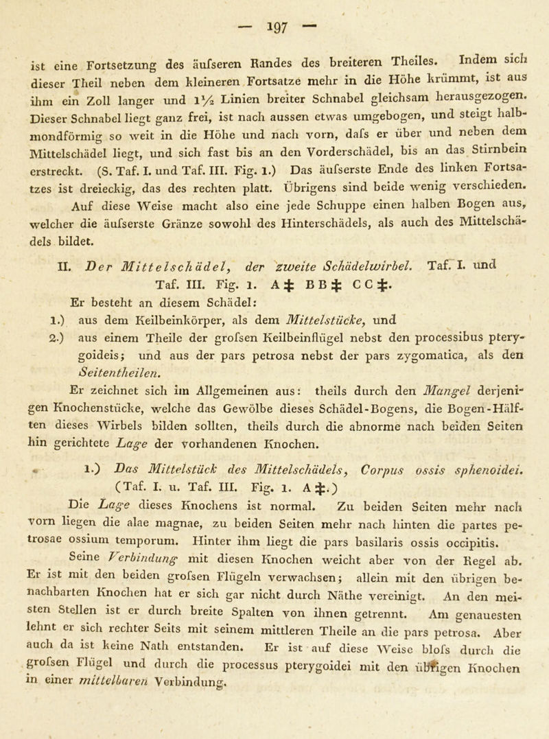 ist eine Fortsetzung des äufseren Randes des breiteren Theiles. Indem sieb dieser Theil neben dem kleineren Fortsatze mehr in die Höhe krümmt, ist aus ihm ein Zoll langer und 1/4 Linien breiter Schnabel gleichsam herausgezogen. Dieser Schnabel liegt ganz frei, ist nach aussen etwas umgebogen, und steigt halb- mondförmig so weit in die Höhe und nach vorn, dafs er über und neben dem Mittelschädel liegt, und sich fast bis an den Vorderschädel, bis an das Stirnbein erstreckt. (S. Taf. I. und Taf. III. Fig. 1.) Das äufserste Ende des linken Fortsa- tzes ist dreieckig, das des rechten platt. Übrigens sind beide wenig verschieden. Auf diese Weise macht also eine jede Schuppe einen halben Bogen aus, welcher die äufserste Gränze sowohl des Hinterschädels, als auch des Mittelschä- dels bildet. II. Der Mittelschädel, der zweite Schädelwirhel. Taf. I. und Taf. III. Fig. 1. A4: B B 4^ CG 4:. Er besteht an diesem Schädel: 1. ) aus dem Keilbeinkörper, als dem Mittelstücke, und 2. ) aus einem Theile der grofsen Keilbeinflügel nebst den processibuS ptery- goideis; und aus der pars petrosa nebst der pars zygomatica, als den Seitentheilen. Er zeichnet sich iin Allgemeinen aus: theils durch den Mangel derjeni- gen Knochenstücke, welche das Gewölbe dieses Schädel-Bogens, die Bogen-Hälf- ten dieses Wirbels bilden sollten, theils durch die abnorme nach beiden Seiten hin gerichtete Lage der vorhandenen Knochen. 1.) Das Mittelstück des Mittelschädels, Corpus ossis sphenoidei. (Taf. I. u. Taf. III. Fig. 1. A$.) Die Lage dieses Knochens ist normal. Zu beiden Seiten mehr nach vorn liegen die alae magnae, zu beiden Seiten mehr nach hinten die partes pe- trosae ossium temporum. Hinter ihm liegt die pars basilaris ossis occipitis. Seme Verbmdung mit diesen Knochen weicht aber von der Regel ab. Er ist mit den beiden grofsen Flügeln verwachsen; allein mit den übrigen be- nachbarten Knochen hat er sich gar nicht durch Näthe vereinigt. An den mei- sten Stellen ist er durch breite Spalten von ihnen getrennt. Am genauesten lehnt er sich rechter Seits mit seinem mittleren Theile an die pars petrosa. Aber auch da ist keine Nath entstanden. Er ist auf diese Weise blofs durch die grofsen Flügel und durch die processus pterygoidei mit den üb'figen Knochen in einer mittelbaren Verbindung.