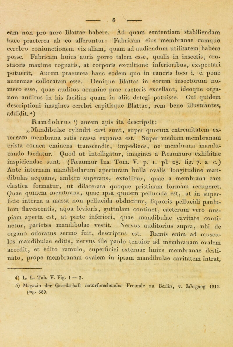 eam non pro aure Blattae habere. Ad quam sententiam stabiliendam haec praeterea ab eo afferuntur: Fabricam eius membranae cumque cerebro coniunctionem vix aliam, quam ad audiendum utilitatem habere posse. Fabricam huius auris porro talem esse, qualis in insectis, cru- staceis maxime cognatis, at corporis excultione inferioribus, exspectari potuerit* Aurem praeterea hanc eodem quo in cancris loco i. e. pone antennas collocatam esse. Denique Blattas in eorum insectorum nu- mero esse, quae auditus acumine prae caeteris excellant, ideoque orga- non auditus in his facilius quam in aliis detegi potuisse. Cui quidem descriptioni imagines cerebri capitisque Blattae, rem bene illustrantes, addidit. 4 5) Ramdohrus *) aurem apis ita descripsit: ,,Mandibulae cylindri cavi sunt, super quorum extremitatem ex- ternam membrana satis crassa expansa est. Super mediam membranam crista cornea eminens transcendit, impediens, ne membrana mandu- cando laedatur. Quod ut intelligatur, imagines a Reaumuro exhibitae inspiciendae sunt. (Reaumur Ins. Tom. V. p. i. pl. 25. fig. 7. a c.) Ante internam mandibularum aperturam bulla ovalis longitudine man- dibulas aequans, ambitu superans, extollitur, quae a membrana tam elastica formatur, ut dilacerata quoque pristinam formam recuperet. Quae quidem membrana, quae ipsa quidem pellucida est, at in super- ficie interna a massa non pellucida obducitur, liquoris pellucidi paulu- lum flavescentis, aqua levioris, guttulam continet, caeterum vero nus- piam aperta est, at parte inferiori, quae mandibulae cavitate conti- netur, parietes mandibulae vestit. Nervus auditorius supra, ubi de organo odoratus sermo fuit, descriptus est. Ramis enim ad muscu- los mandibulae editis, nervus ille paulo tenuior ad membranam ovalem accedit, et edito ramulo, superficiei externae huius membranae desti- nato, prope membranam ovalem in ipsam mandibulae cavitatem intrat. 4) L. L. Tab. V. Fig. 1 — 3. 5) Magazin der Gesellschaft naturforschender Freunde zu Berlin, v. Ialirgang 1811. pag. 389. (