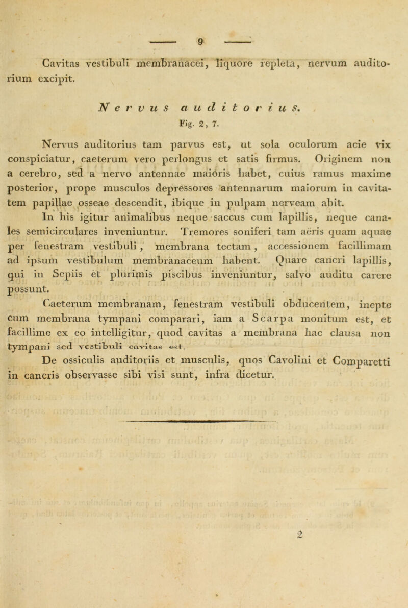 Cavitas vestibuli membranacei, liquore repleta, nervum audito- rium excipit. Nervus auditorius. Fig. 2, 7. Nervus auditorius tam parvus est, ut sola oculorum acie vix conspiciatur, caeterum vero perlongus et satis firmus. Originem non a cerebro, sed a nervo antennae maioris habet, cuius ramus maxime posterior, prope musculos depressores antennarum maiorum in cavita- tem papillae osseae descendit, ibique in pulpam nerveam abit. In his igitur animalibus neque saccus cum lapillis, neque cana- les semicirculares inveniuntur. Tremores soniferi tam aeris quam aquae per fenestram vestibuli , membrana tectam, accessionem facillimam ad ipsum vestibulum membranaceum habent. Quare cancri lapillis, qui in Sepiis et plurimis piscibus inveniuntur, salvo auditu carere . • ! possunt. Caeterum membranam, fenestram vestibuli obducentem, inepte cum membrana tympani comparari, iam a Scarpa monitum est, et facillime ex eo intelligitur, quod cavitas a membrana hac clausa non tympani sed ■vestihnli ccwitne oct. De ossiculis auditoriis et musculis, quos Cavolini et Comparetti in cancris observasse sibi visi sunt, infra dicetur.