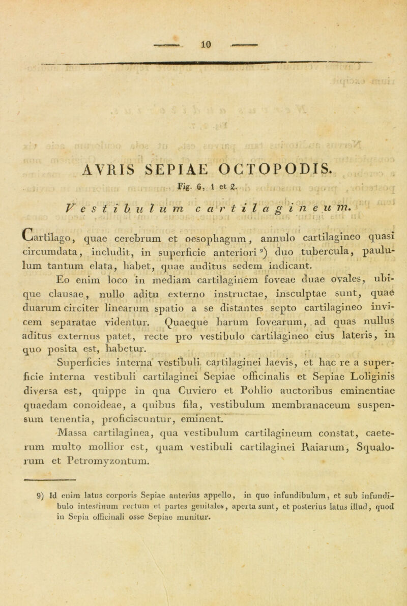 f 1 » I AVRIS SEPIAE OGTOPODIS. Fig. 6; 1 et 2. Vestibulum c ci r t i l ct g i n e u m. ti Carlilago, quae cerebrum et oesophagum, annulo cartilagineo quasi circumdata, includit, in superficie anteriori9) duo tubercula, paulu- i . , / 1 ' lum tantum elata, liabet, quae auditus sedem indicant. Eo enim loco in mediam cartilaginem foveae duae ovales, ubi- que clausae, nullo aditu externo instructae, insculptae sunt, quae duarum circiter linearum spatio a se distantes septo cartilagineo invi- cem separatae videntur. Quaeque harum fovearum, ad quas nullus aditus externus patet, recte pro vestibulo cartilagineo eius lateris, in quo posita est, habetur. Superficies interna vestibuli cartilaginei laevis, et hac re a super- ficie interna vestibuli cartilaginei Sepiae officinalis et Sepiae Loliginis diversa est, quippe in qua Cuviero et Pohlio auctoribus eminentiae quaedam conoideae, a quibus fila, vestibulum membranaceum suspen- sum tenentia, proficiscuntur, eminent. Massa cartilaginea, qua vestibulum cartilagineum constat, caete- rum multo mollior est, quam vestibuli cartilaginei Raiarum, Squalo- rum et retromyzontum. 9) Id enim latus corporis Sepiae anterius appello, in quo infundibulum, et sub infundi- bulo intestinum rei tum et partes genitales, aperta sunt, et posterius latus illud, quod in Sepia oificinali osse Sepiae munitur. I