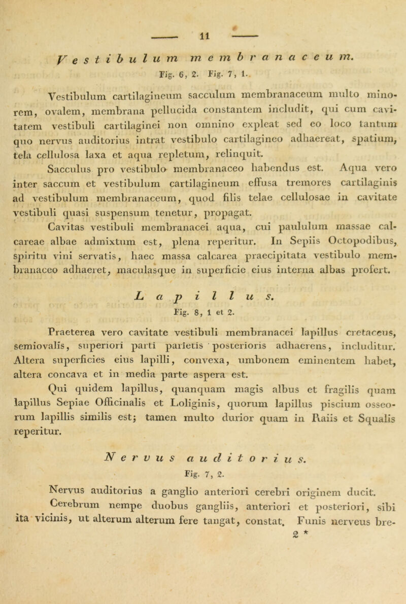 Vestibulum membranae eu m. Fig. 6, 2. Fig. 7, 1.. Vestibulum cartilagineum sacculum membranaceum multo mino** rem, ovalem, membrana pellucida constantem includit, qui cum cavi- tatem vestibuli cartilaginei non omnino expleat sed eo loco tantum quo nervus auditorius intrat vestibulo cartilagineo adhaereat, spatium, tela cellulosa laxa et aqua repletum, relinquit. Sacculus pro vestibulo membranaceo habendus est. Aqua vero inter saccum et vestibulum cartilagineum effusa tremores cartilaginis ad vestibulum membranaceum, quod filis telae cellulosae in cavitate vestibuli quasi suspensum tenetur, propagat. Cavitas vestibuli membranacei aqua, cui paululum massae cal- careae albae admixtum est, plena reperitur. In Sepiis Octopodibus, spiritu vini servatis, haec massa calcarea praecipitata vestibulo mem- branaceo adhaeret, inaculasque in superficie eius interna albas profert. Lapillus. Fig. 8, 1 et 2. Praeterea vero cavitate vestibuli membranacei lapillus cretaceus, semiovalis, superiori parti parietis ' posterioris adhaerens, includitur. Altera superficies eius lapilli, convexa, umbonem eminentem habet, altera concava et in media parte aspera est. Qui quidem lapillus, quanquam magis albus et fragilis quam lapillus Sepiae Officinalis et Loliginis, quorum lapillus piscium osseo- rum lapillis similis est3 tamen multo durior quam in Raiis et Squalis reperitur. Nervus audito r i u s. Fig. 7, 2. Nervus auditorius a ganglio anteriori cerebri originem ducit. Cerebrum nempe duobus gangliis, anteriori et posteriori, sibi ita vicinis, ut alterum alterum fere tangat, constat. Funis nerveus bre-