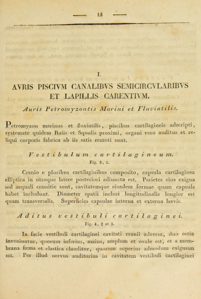 I. AVRIS PISCIVM CANALIBVS SEMICIRCVLARIBVS ET LAPILLIS CARENTIVM. Auris Petromyzontis Marini et Fluviatilis. Petromyzon marinus et fluviatilis, piscibus cartilagineis adscripti , systemate quidem Raiis et Squalis proximi, organi vero auditus et re- liqui corporis fabrica ab iis satis remoti sunt. Vestibulum cartil a gineu m. Fig. 3 , 1. Cranio e pluribus cartilaginibus composito, capsula cartilaginea elliptica in utroque latere posteriori adiuncta est. Parietes eius exigua sed aequali crassitie sunt, cavitatemque eiusdem formae quam capsula babet includunt. Diameter spatii inclusi longitudinalis longior est quam transversalis. Superficies capsulae interna et externa laevis. ) ‘ i f i . * X ■ Aditus vestibuli cartilagine i. Fig. 4, 2 et 3. - • ■ ? / rf.«t v ■ i f’ i In facie vestibuli cartilaginei cavitati cranii adversa, duo ostia inveniuntur, quorum inferius, maius, amplum et ovale est, et a mem- brana firma et elastica clauditur, quorum superius admodum exiguum est. Per illud nervus auditorius in cavitatem vestibuli cartilaginei