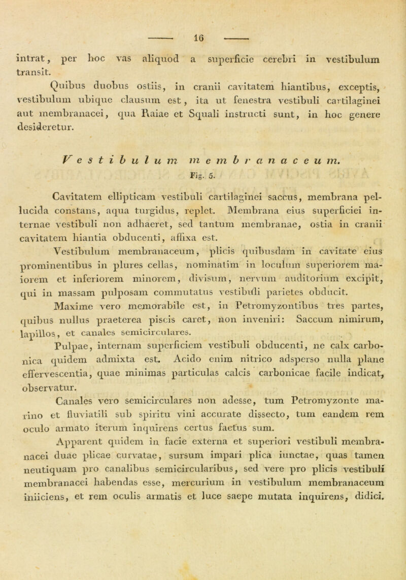 intrat, per hoc vas aliquod a superficie cerebri in vestibulum transit. Quibus duobus ostiis, in cranii cavitatem hiantibus, exceptis, vestibulum ubique clausum est, ita ut fenestra vestibuli cartilaginei aut membranacei, qua l\aiae et Squali instructi sunt, in hoc genere desideretur. » i Vestibulu m m e m branaceu m. Fig. 5. Cavitatem ellipticam vestibuli cartilaginei saccus, membrana pel- lucida constans, aqua turgidus, replet. Membrana eius superficiei in- ternae vestibuli non adhaeret, sed tantum membranae, ostia in cranii cavitatem hiantia obducenti, affixa est. Vestibulum membranaceum, plicis quibusdam in cavitate eius prominentibus in plures cellas, nominalim in loculum superiorem ma- iorem et inferiorem minorem, divisum, nervum auditorium excipit, qui in massam pulposam commutatus vestibuli parietes obducit. Maxime vero memorabile est, in Petromyzontibus tres partes, quibus nullus praeterea piscis caret, non inveniri: Saccum nimirum, lapillos, et canales semicirculares. Pulpae, internam superficiem vestibuli obducenti, ne calx carbo- nica quidem admixta est. Acido enim nitrico adsperso nulla plane effervescentia, quae minimas particulas calcis carbonicae facile indicat, observatur. Canales vero semicirculares non adesse, tum Petromyzonte ma- rino et fluviatili sub spiritu vini accurate dissecto, tum eandem rem oculo armato iterum inquirens certus factus sum. Apparent quidem in facie externa et superiori vestibuli membra- nacei duae plicae curvatae, sursum impari plica iunctae, quas tamen neutiquam pro canalibus semicircularibus, sed vere pro plicis vestibuli membranacei habendas esse, mercurium in vestibulum membranaceum iniiciens, et rem oculis armatis et luce saepe mutata inquirens, didici.