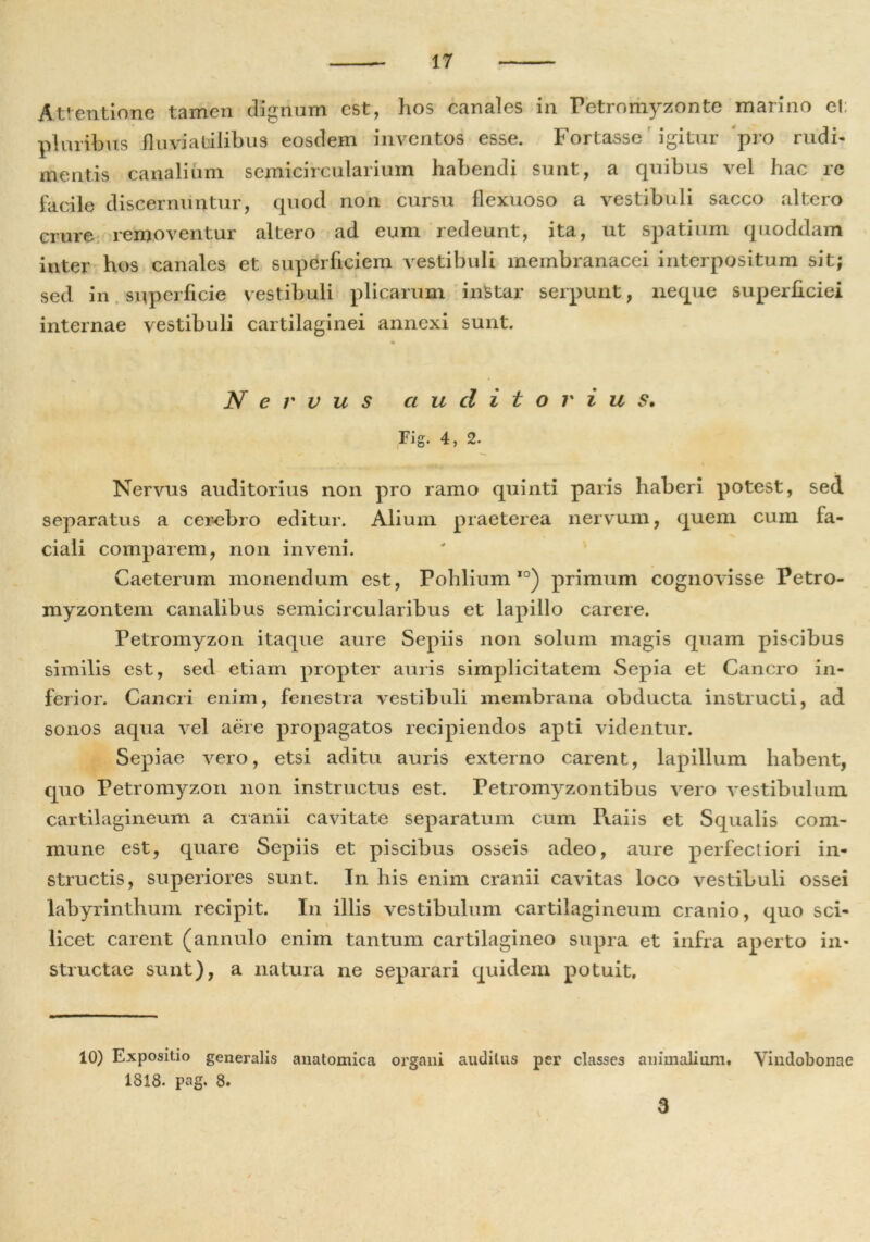 Attentione tamen dignum est, hos canales in Petromyzonte marino et: pluribus fluviatilibus eosdem inventos esse. Fortasse igitur pro rudi- mentis canalium semicircularium habendi sunt, a quibus vel hac rc facile discernuntur, quod non cursu flexuoso a vestibuli sacco altero crure removentur altero ad eum redeunt, ita, ut spatium quoddam inter hos canales et superficiem vestibuli membranacei interpositum sit; sed in superficie vestibuli plicarum instar serpunt, neque superficiei internae vestibuli cartilaginei annexi sunt. • Nervus auditorius. Fig. 4, 2. Nervus auditorius non pro ramo quinti paris haberi potest, sed separatus a cerebro editur. Alium praeterea nervum, quem cum fa- ciali comparem, non inveni. Caeterum monendum est, Pohlium,0) primum cognovisse Petro- myzontem canalibus semicircularibus et lapillo carere. Petromyzon itaque aure Sepiis non solum magis quam piscibus similis est, sed etiam propter auris simplicitatem Sepia et Cancro in- ferior. Cancri enim, fenestra vestibuli membrana obducta instructi, ad sonos aqua vel aere propagatos recipiendos apti videntur. Sepiae vero, etsi aditu auris externo carent, lapillum habent, quo Petromyzon non instructus est. Petromyzontibus vero vestibulum cartilagineum a cranii cavitate separatum cum Praiis et Squalis com- mune est, quare Sepiis et piscibus osseis adeo, aure perfectiori in- structis, superiores sunt. In his enim cranii cavitas loco vestibuli ossei labyrinthum recipit. In illis vestibulum cartilagineum cranio, quo sci- licet carent (annuio enim tantum cartilagineo supra et infra aperto in- structae sunt), a natura ne separari quidem potuit. 10) Expositio generalis anatomica organi auditus per classes animalium. Vindobonae