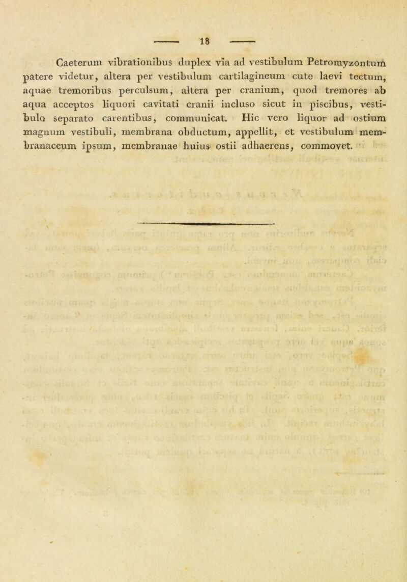 Caeterum vibrationibus duplex via ad vestibulum Petromyzontum patere videtur, altera per vestibulum cartilagineum cute laevi tectum, aquae tremoribus perculsum, altera per cranium, quod tremores ab aqua acceptos liquori cavitati cranii incluso sicut in piscibus, vesti- bulo separato carentibus, communicat. Hic vero liquor ad ostium magnum vestibuli, membrana obductum, appellit, et vestibulum mem- branaceum ipsum, membranae huius ostii adhaerens, commovet. \
