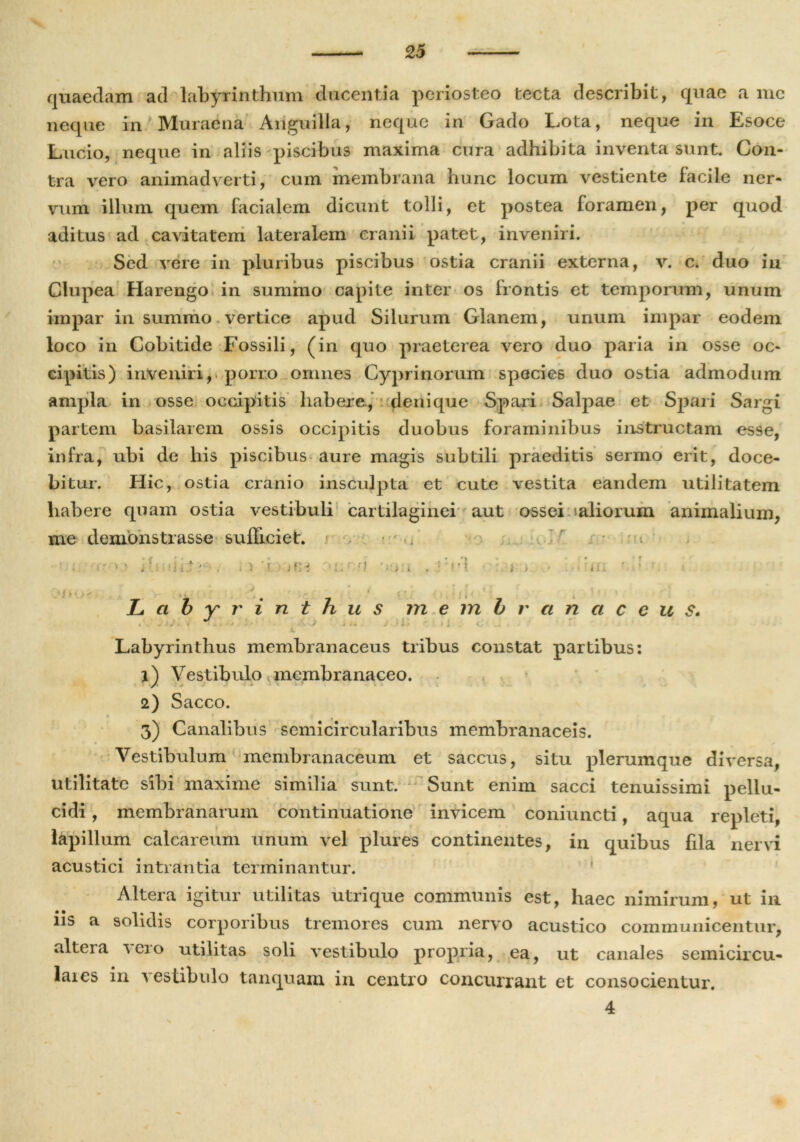 quaedam ad labyrinthum ducentia periosteo tecta describit, quae a me neque in Muraena Anguilla, neque in Gado Lota, neque in Esoce Lucio, neque in aliis piscibus maxima cura adhibita inventa sunt. Con- tra vero animadverti, cum membrana hunc locum vestiente facile ner- vum illum quem facialem dicunt tolli, et postea foramen, per quod aditus ad cavitatem lateralem cranii patet, inveniri. Sed vere in pluribus piscibus ostia cranii externa, v. c. duo in Clupea Harengo in summo capite inter os irontis et temporum, unum impar in summo vertice apud Silurum Glanem, unum impar eodem loco in Cobitide Fossili, (in quo praeterea vero duo paria in osse oc- cipitis) inveniri, porro omnes Cyprinorum species duo ostia admodum ampla in osse occipitis habere., denique Spari Salpae et Spari Sargi partem basilarem ossis occipitis duobus foraminibus instructam esse, infra, ubi de his piscibus aure magis subtili praeditis sermo erit, doce- bitur. Hic, ostia cranio insculpta ct cute vestita eandem utilitatem habere quam ostia vestibuli cartilaginei aut ossei aliorum animalium, me demonstrasse sufficiet. : •<•••>.> i5.: .‘Jit* . . ) 'i. ■ jt'i '[:■') \»:> i . :? VI i > • : in ' ‘ - • 7 7 1 Labyrinthus membranaceus, i . J J- J . ♦ • . • * * i J 1 t > i * ... X. Labyrinthus membranaceus tribus constat partibus: 1) Vestibulo membranaceo. 2) Sacco. 3) Canalibus semicircularibus membranaceis. Vestibulum membranaceum et saccus, situ plerumque diversa, utilitate sibi maxime similia sunt. Sunt enim sacci tenuissimi pellu- cidi , membranarum continuatione invicem coniuncti, aqua repleti, lapillum calcareum unum vel plures continentes, in quibus fila nervi acustici intrantia terminantur. Altera igitur utilitas utrique communis est, haec nimirum, ut in iis a solidis corporibus tremores cum nervo acustico communicentur, alteia ^ cro utilitas soli vestibulo propria, ea, ut canales semicircu- laies in a estibulo tanquam in centro concurrant et consocientur. 4