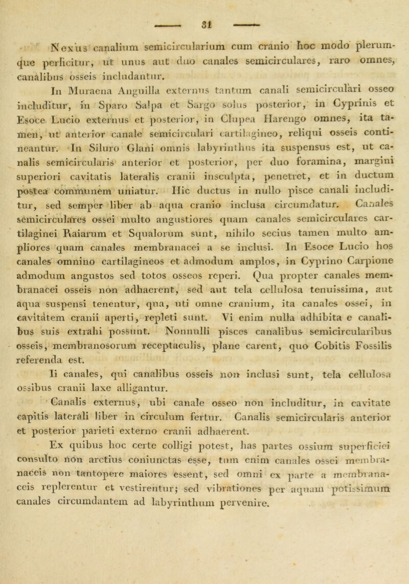 Nexus canalium semicircularium cum cranio hoc modo plerum- que perficitur, ut unus aut duo canales semicirculares, raro omnes, canalibus osseis includantur. In Muraena Anguilla externus tantum canali semicirculari osseo includitur, in Sparo Salpa et Sargo solus posterior, in Cyprinis et Esoce Lucio externus et posterior, in Clupea Harengo omnes, ita ta- men, ut anterior canale semicirculari cartilagineo, reliqui osseis conti- neantur. In Siluro Glani omnis labyrinthus ita suspensus est, ut ca- nalis semicircularis anterior et posterior, per duo foramina, margini superiori cavitatis lateralis cranii insculpta, penetret, et in ductum postea communem uniatur. Hic ductus in nullo pisce canali includi- tur, sed semper liber ab aqua cranio inclusa circumdatur. Canales semicirculares ossei multo angustiores quam canales semicirculares car- tilaginei Raiarum et Squalorum sunt, nihilo secius tamen multo am- pliores quam canales membranacei a se inclusi. In Esoce Lucio hos canales omnino cartilagineos et admodum amplos, in Cyprino Carpione admodum angustos sed totos osseos rcperi. Oua propter canales mem- branacei osseis non adhaerent, sed aut tela cellulosa tenuissima, aut aqua suspensi tenentur, qua, uti omne cranium, ita canales ossei, in cavitatem cranii aperti, repleti sunt. Vi enim nulla adhibita e canali- bus suis extrahi possunt. Nonnulli pisces canalibus- semicircularibus osseis, membranosorum receptaculis, plane carent, quo Cobitis Fossilis referenda est. Ii canales, qui canalibus osseis non inclusi sunt, tela cellulosa ossibus cranii laxe alligantur. Canalis externus, ubi canale osseo non includitur, in cavitate capitis laterali liber in circulum fertur. Canalis semicircularis anterior et posterior parieti externo cranii adhaerent. Ex quibus hoc certe colligi potest, has partes ossium superficiei consulto non arctius coniunctas esse, tmn enim canales ossei membra- naceis non tantopere maiores essent, sed omni ex parte a membrana- ceis replerentur et vestirentur; sed vibrationes per aquam potissimum canales circumdantem ad labyrinthum pervenire.