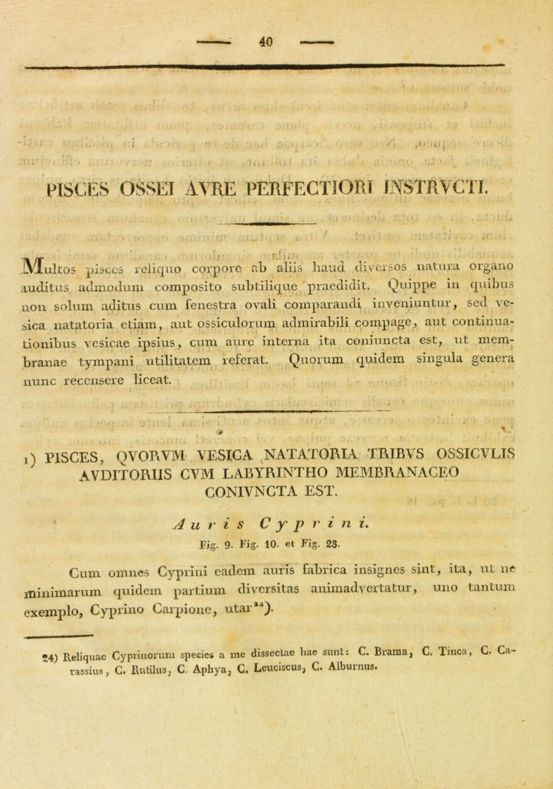 auditus admodum composito subtilique praedidit. Quippe in quibus non solum aditus cum fenestra ovali comparandi inveniuntur, sed ve- sica natatoria etiam, aut ossiculorum admirabili compage, aut continua- j \ piSCES, QVORVM VESICA NATATORIA TRIBVS OSSICVLIS ' AVDITORI1S CVM LABYRINTHO MEMBRANACEO CONIVNCTA EST. • ! j • • . * J 1 Auris C y p r i n i. Fig. 9. Fig. 10. et Fig. 23. Cum omnes Cyprini eadem auris fabrica insignes sint, ita, ut ne minimarum quidem partium diversitas animadvertatur, uno tantum exemplo, Cyprino Carpione, utar*4). 24) Reliquae Cyprinorum species a me dissectae hae sunt: C. Brama, C. linea, G. Ca- rassius} C. Rutilus, C, Aphya, C. Leuciscus, C. Alburnus. tionibus vesicae ipsius, cum aure interna ita coniuncta est, branae tympani utilitatem referat. Quorum quidem sing singula genera est, ut mem- nunc recensere liceat. ir