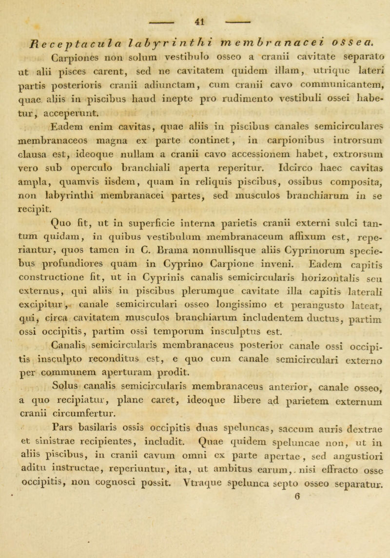 Recepta cula labyrinthi membranacei ossea* Garpiones non solum vestibulo osseo a cranii cavitate separato ut alii pisces carent, sed ne cavitatem quidem illam, utrique lateri partis posterioris cranii adiunctam, cum cranii cavo communicantem, quae aliis in piscibus haud inepte pro rudimento vestibuli ossei habe- tur, acceperunt. Eadem enim cavitas, quae aliis in piscibus canales semicirculares membranaceos magna ex parte continet, in carpionibus introrsum clausa est, ideoque nullam a cranii cavo accessionem habet, extrorsum vero sub operculo branchiali aperta reperitur. Idcirco haec cavitas ampla, quamvis iisdem, quam in reliquis piscibus, ossibus composita, non labyrinthi membranacei partes, sed musculos branchiarum in se recipit. Quo Fit, ut in superficie interna parietis cranii externi sulci tan- tum quidam, in quibus vestibulum membranaceum affixum est, repe- riantur, quos tamen in G. Brama nonnullisque aliis Cyprinorum specie- bus profundiores quam in Cyprino Carpione inveni. Eadem capitis constructione fit, ut in Cyprinis canalis semicircularis horizontalis seu externus, qui aliis in piscibus plerumque cavitate illa capitis laterali excipitur, canale semicirculari osseo longissimo et perangusto lateat, qui, circa cavitatem musculos branchiarum includentem ductus, partim ossi occipitis, partim ossi temporum insculptus est. Canalis semicircularis membranaceus posterior canale ossi occipi- tis insculpto reconditus est, e quo cum canale semicirculari externo per communem aperturam prodit. Solus canalis semicircularis membranaceus anterior, canale osseo, a quo recipiatur, plane caret, ideoque libere ad parietem externum cranii circumfertur. Pars basilaris ossis occipitis duas speluncas, saccum auris dextrae et sinistrae recipientes, includit. Quae quidem speluncae non, ut in aliis piscibus, in cranii cavum omni ex parte apertae, sed angustiori aditu instructae, reperiuntur, ita, ut ambitus earum,, nisi effracto osse occipitis, non cognosci possit. Vtraque spelunca septo osseo separatur. 6