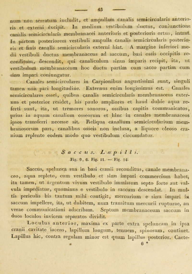 num non serratum includit, et ampullam canalis semicircularis anterio- ris et externi excipit. In medium vestibulum ductus, coniunctionc canalis semicircularis membranacei anterioris et posterioris ortus, intrat. fn partem posteriorem vestibuli ampulla canalis semicircularis posterio- ris et linis canalis semicircularis externi hiat. A margine interiori me- dii vestibuli ductus membranaceus ad saccum, basi ossis occipitis re- conditum, descendit, qui canaliculum sinus imparis recipit, ita, ut vestibulum membranaceum hoc ductu partim cum sacco partim cum sinu impari coniungatur. Canales semicirculares in Carpionibus angustissimi sunt, singuli tamen non pari longitudine. Externus enim longissimus est. Canales semicirculares ossei, quibus canalis semicircularis membranaceus exter- nus et posterior residet, his paulo ampliores et haud dubie aqua re- ferti sunt, ita, ut tremores sonoros, ossibus capitis communicatos, prius in aquam canalium osseorum et hinc in canales membranaceos ipsos transferri necesse sit. Reliqua canalium semicircularium mem- branosorum pars, canalibus osseis non inclusa, a liquore oleoso cra- nium replente eodem modo quo vestibulum circumdatur. S ci c c u s. L ap i l l i. ■ Fig. 9, 6. Fig. 11. — Fig. 14- \ Saccus, spelunca sua in basi cranii reconditus, canale membrana- ceo, aqua repleto, cum vestibulo et sinu impari commercium habet, ita tamen, ut argentum vivum vestibulo immissum septo forte aut val- vula impediatur, quominus e vestibulo in saccum descendat. In mul- tis periculis bis tantum mihi contigit, mercurium e sinu impari in saccum impellere, ita, ut dubitem, num transitum mercurii rupturae, an verae communicationi adseribam. Septum membranaceum saccum in duos loculos invicem separatos dividit. Loculus anterior, maxima ex parte extra speluncam in ipsa cranii cavitate iacens, lapillum longum, tenuem, spinosum, continet. Lapillus hic, contra regulam minor est quam lapillus posterior. Caete- # 6 *