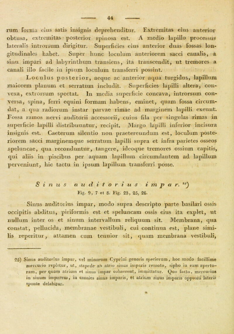 rum forma eius satis insignis deprehenditur. Extremitas eius anterior obtusa, extremitas posterior spinosa est. A medio lapillo processus lateralis introrsum dirigitur. Superficies eius anterior duas fossas lon- gitudinales habet. Super hunc loculum anteriorem sacci canalis, a sinu impari ad labyrinthum transiens, ita transcendit, ut tremores a canali illo facile in ipsum loculum transferri possint. Loculus posterior, aecpie ac anterior aqua turgidus, lapillum maiorem planum et serratum includit. Superficies lapilli altera, con- vexa, extrorsum spectat. In media superficie concava, introrsum con- versa, spina, ferri equini formam habens, eminet, quam fossa circum- dat, a qua radiorum instar parvae rimae ad marginem lapilli exeunt. Fossa ramos nervi auditorii accessorii, cuius fila per singulas rimas in superficie lapilli distribuuntur, recipit. Margo lapilli inferior incisura insignis est. Caeterum silentio non praetereundum est, loculum poste- riorem sacci marginemque serratum lapilli supra et infra parietes osseos speluncae, qua reconduntur, tangere, ideoque tremores ossium capitis, qui aliis in piscibus per aquam lapillum circumdantem ad lapillum perveniunt, hic tactu in ipsum lapillum transferri posse. Sinus auditorius i in p a r. Fig. 9, 7 et 8. Fig. 23, 25, 26. Sinus auditoiius impar, modo supra descripto parte basilari ossis occipitis abditus, piriformis est et speluncam ossis eius ita explet, ut nullum inter os et sinum intervallum reliquum sit. Membrana, qua constat, pellucida, membranae vestibuli, cui continua est, plane simi- lis reperitur, attamen cum tenuior sit, quam membrana vestibuli, 25) Sinus auditorius impar, vel minorum Cyprini generis specierum , lioc modo facillime mercurio repletur, ut, stapede ab atrio sinus imparis remoto, sipho in eam apertu- ram, perquam atrium et sinus impar cohaerent, immittatur. Quo facto, mercurius in sinum imparem, in canales sinus imparis, et atrium sinus imparis oppositi lateris sponte delabitur. m