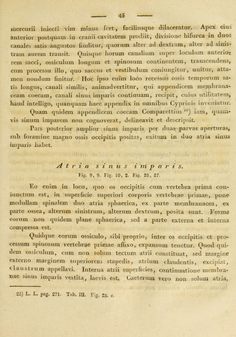 mercurii iniecli vim minus fert, faciliusque dilaceratur. Apex eius anterior postquam in cranii cavitatem prodiit, divisione bifurca in duos canales satis angustos finditur, quorum alter ad dextram, alter ad sinis- tram aurem transit. Quisque horum canalium super loculum anterio? rem sacci, ossiculum longum et spinosum continentem, transcendens, cum processu illo, quo saccus et vestibulum coniungitur, unitur, atta- men nondum finitur. Hoc ipso enim loco recessus ossis temporum sa- tis longus, canali similis, animadvertitur, qui appendicem membrana- ceam coecam, canali sinus imparis continuam, recipit, cuius utilitatem, liaud intelligo, quanquam haec appendix in omnibus Cyprinis inveniatur. Quam quidem appendicem coecam Comparettius 2<?) iarn, quam- vis sinum imparem non cognoverat, delineavit et descripsit. Pars posterior amplior sinus imparis per duas parvas aperturas, sub foramine magno ossis occipitis positas, exitum in duo atria sinus imparis habet. j4 t r i a s i n u s i m p a r i s. Fig. 9, 9. Fig. 10, 2. Fig. 23, 27. Eo enim in loco, quo os occipitis cum vertebra prima con- iunctum est, in superficie superiori corporis vertebrae primae, pone medullam spinalem duo atria sphaerica, ex parte membranacea, ex parte ossea, alterum sinistrum, alterum dextrum, posita sunt. Forma eorum non quidem plane sphaerica, sed a parte externa et interna compressa est. Quidque eorum ossiculo, sibi proprio, inter os occipitis et pro- cessum spinosum vertebrae primae aflixo, expansum tenetur. Quod qui- dem ossiculum, cum non solum tectum atrii constituat, sed margine externo marginem superiorem stapedis, atrium claudentis, excipiat, claustrum appellavi. Interna atrii superficies, continuatione membra- nae sinus imparis vestita, laevis est. Caeterum vero non solum atiia, 25) L. L. pag. 271. Xab. III. Fig. 23. c.