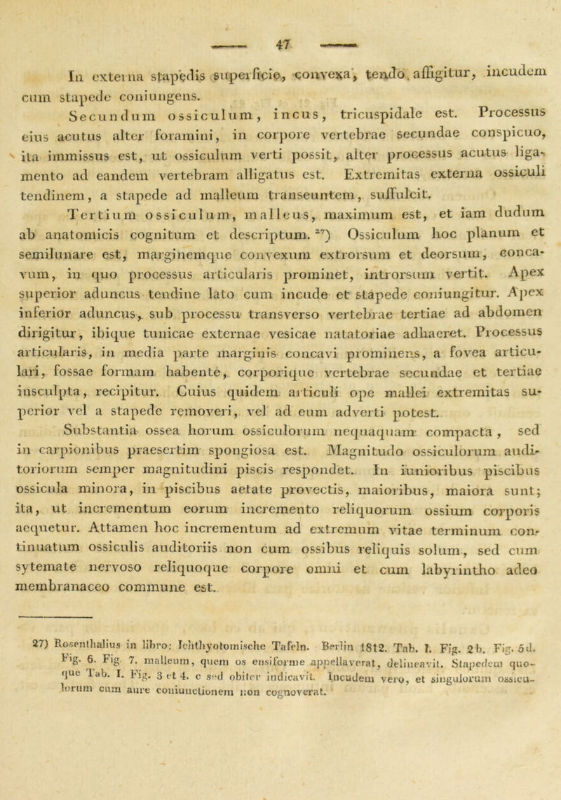 I * 47 Iu externa stapedis superficie, convexa, tendo, affigitur, incudem cum stapede coni ungens. Secundum ossiculum, incus, tricuspidale est. Processus eius acutus alter foramini, in corpore vertebrae secundae conspicuo, ita immissus est, ut ossiculum verti possit, alter processus acutus liga- mento ad eandem vertebram alligatus est. Extremitas externa ossiculi tendinem, a stapede ad malleum transeuntem, suffulcit. Tertium ossiculum, malleus, maximum est, et iam dudnm ab anatomicis cognitum et descriptum. 27) Ossiculum lioc planum et semilunare est, marginemque convexum extrorsum et deorsum, conca- vum, in quo processus articularis prominet, introrsum vertit. Apex superior aduncus tendine lato cum incude et stapede coniungitur. Apex inferior aduncus,, sub processu transverso vertebrae tertiae ad abdomen dirigitur, ibique tunicae externae vesicae natatoriae adhaeret. Processus articularis, in media parte marginis concavi prominens, a fovea articu- lari, fossae formam habente, corporique vertebrae secundae et tertiae insculpta, recipitur. Cuius quidem articuli ope mallei extremitas su- perior vel a stapede removeri, vel ad eum adverti potest. Substantia^ ossea horum ossiculorum nequaquam' compacta , sed in carpionibus praesertim spongiosa est. Magnitudo ossiculorum audi- toriorum semper magnitudini piscis respondet. In iunioribus piscibus ossicula minora, in piscibus aetate provectis, maioribus, maiora sunt; ita, ut incrementum eorum incremento reliquorum ossium corporis aequetur. Attamen hoc incrementum ad extremum vitae terminum con- tinuatum ossiculis auditoriis non cum ossibus reliquis solum , sed cum sytemate nervoso reliquoque corpore omni et cum labyrintho adeo membranaceo commune est. 27) Rosenthalius in libro; Ichthyotomische Tafeln. Berlin 1812. Tab. I. Fi*. 2b Fi:r. 5d. rig. 6. big 7. malleum, quem os ensijforme appellaverat, delineavit. Stapedem quo- que lab. I. Fig. 3 et 4. c sed obiter indicavit. Incudem vero, et singulorum ossicu- lorum cum aure coniunctionem non cognoverat. O