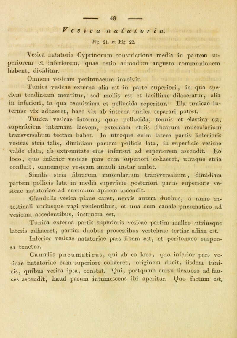 V e S i c a natatoria• Fig. 21. et Fig. 22. Vesica natatoria Cyprinorum constrictione media in partem su- periorem et inferiorem, quae ostio admodum angusto communionem liabent, dividitur. Omnem vesicam peritonaeum involvit. Tunica vesicae externa alia est in parte superiori, in qua spe- ciem tendineam mentitur, sed mollis est et facillime dilaceratur, alia in inferiori, in qua tenuissima et pellucida repentur. Illa tunicae in- ternae vix adhaeret, haec vix ab interna tunica separari potest. Tunica vesicae interna, quae pellucida, tenuis et elastica est, superficiem internam laevem, externam striis fibrarum muscularium transversalium tectam habet. In utroque enim latere partis inferioris vesicae stria talis, dimidiam partem pollicis lata, in superficie vesicae valde elata, ab extremitate cius inferiori ad superiorem ascendit. Eo loco, quo inferior vesicae pars cum superiori cohaeret, utraque stria confluit, omnemque vesicam annuli instar ambit. Similis stria fibrarum muscularium transversalium, dimidiam partem pollicis lata in media superficie posteriori partis superioris ve- sicae natatoriae ad summum apicem ascendit. Glandulis vesica plane caret, nervis autem duobus, a ramo in- testinali utri usque vagi venientibus, et una cum canale pneumatico ad vesicam accedentibus, instructa est. Tunica externa partis superioris vesicae partim malleo utriusque lateris adhaeret, partim duobus processibus vertebrae tertiae affixa est. Inferior vesicae natatoriae pars libera est, et peritonaeo suspen- sa tenetur. Canalis pneumaticus, qui ab eo loco, quo inferior pars ve- sicae natatoriae cum superiore cohaeret, originem ducit, iisdem tuni- cis, quibus vesica ipsa, constat. Qui, postquam cursu flexuoso ad fau- ces ascendit, haud parum intumescens ibi aperitur. Quo factum est.