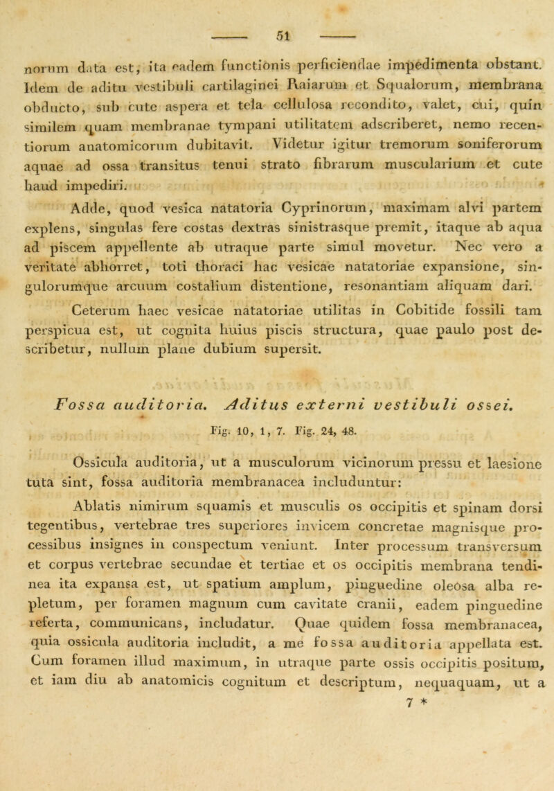 nomm data est, ita eadem functionis perficiendae impedimenta obstant. Idem de aditu vestibuli cartilaginei Raiarum et Squalorum, membrana obducto, sub cute aspera et tela cellulosa recondito, valet, cui, quin similem quam membranae tympani utilitatem adscriberet, nemo recen- tiorum anatomicorum dubitavit. Videtur igitur tremorum soniferorum aquae ad ossa transitus tenui strato fibrarum muscularium et cute haud impediri. • a > t * f Adde, quod vesica natatoria Cyprinorum, maximam alvi partem explens, singulas fere costas dextras sinistrasque premit, itaque ab aqua ad piscem appellente ab utraque parte simul movetur. Nec vero a « t • f . veritate abhorret, toti thoraci hac vesicae natatoriae expansione, sin- gulorumque arcuum costalium distentione, resonantiam aliquam dari. Ceterum haec vesicae natatoriae utilitas in Cobitide fossili tam perspicua est, ut cognita huius piscis structura, quae paulo post de- scribetur, nullum plane dubium supersit. Fossa auditoria. Aditus externi vestibuli ossei. Fig. 10, 1, 7. Fig. 24, 48. Ossicula auditoria, ut a musculorum vicinorum pressu et laesione tuta sint, fossa auditoria membranacea includuntur: - Ablatis nimirum squamis et musculis os occipitis et spinam dorsi tegentibus, vertebrae tres superiores invicem concretae magnisque pro- cessibus insignes in conspectum veniunt. Inter processum transversum et corpus vertebrae secundae et tertiae et os occipitis membrana tendi- nea ita expansa est, ut spatium amplum, pinguedine oleosa alba re- pletum, per foramen magnum cum cavitate cranii, eadem pinguedine referta, communicans, includatur. Quae quidem fossa membranacea, quia ossicula auditoria includit, a me fossa auditoria appellata est. Cum foramen illud maximum, in utraque parte ossis occipitis positum, et iam diu ab anatomicis cognitum et descriptum, nequaquam, ut a 7 *