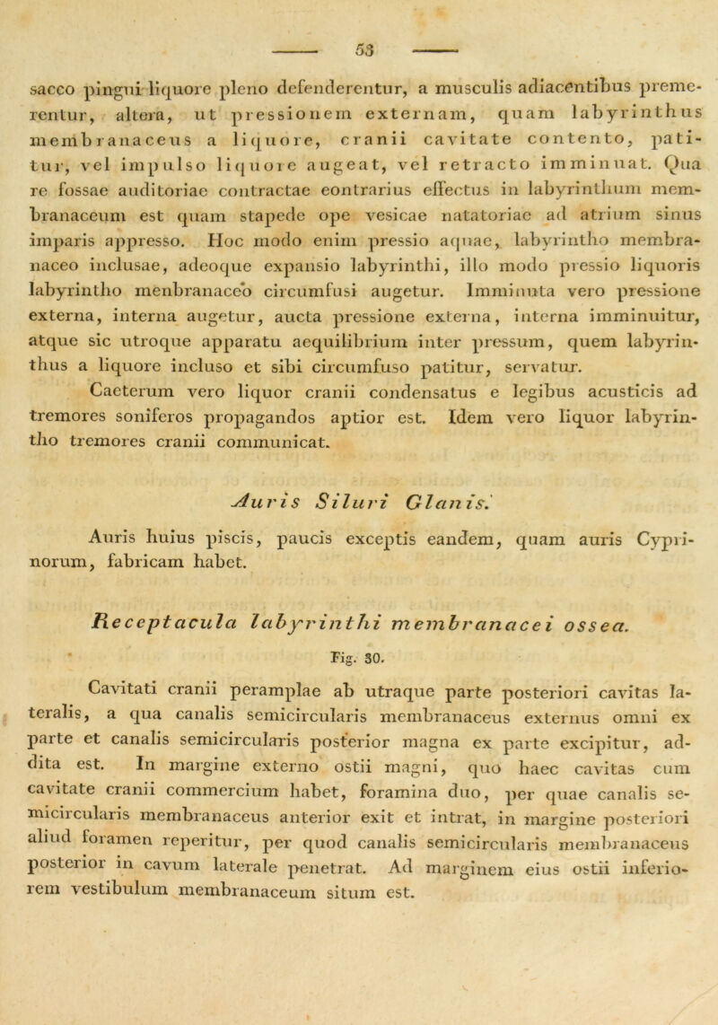 sacco pingui liquore pleno defenderentur, a musculis adiacentibus preme- rentur, altera, ut pressionem externam, quam labyrinthus membranaceus a liquore, cranii cavitate contento, pati- tur, vel impulso liquore augeat, vel retracto imminuat. Qua re fossae auditoriae contractae eontrarius effectus in labyrinthum mem- branaceum est quam stapede ope vesicae natatoriae ad atrium sinus imparis appresso. Hoc rnodo enim pressio aquae, labyrintho membra- naceo inclusae, adeoque expansio labyrinthi, illo modo pressio liquoris labyrintho menbranaceo circumfusi augetur. Imminuta vero pressione externa, interna augetur, aucta pressione externa, interna imminuitur, atque sic utroque apparatu aequilibrium inter pressum, quem labyrin- thus a liquore incluso et sibi circumfuso patitur, servatur. Caeterum vero liquor cranii condensatus e legibus acusticis ad tremores soniferos propagandos aptior est. Idem vero liquor labyrin- tho tremores cranii communicat. Auris Siluri Glan i si Auris huius piscis, paucis exceptis eandem, quam auris Cypri- norum, fabricam habet. Re ccpt acula labyrinthi membranacei ossea. Fig. 30. Cavitati cranii peramplae ab utraque parte posteriori cavitas la- teralis, a qua canalis semicircularis membranaceus externus omni ex parte et canalis semicircularis posterior magna ex parte excipitur, ad- dita est. In margine externo ostii magni, quo haec cavitas cum cavitate cranii commercium habet, foramina duo, per quae canalis se- miciicularis membranaceus anterior exit et intrat, in margine posteriori aliud foramen reperitur, per quod canalis semicircularis membranaceus posterior in cavum laterale penetrat. Ad marginem eius ostii inferio- rem vestibulum membranaceum situm est.