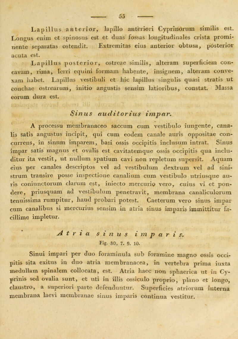 Lapillus anterior, lapillo anteriori Cyprinorum similis est. Longus enim et spinosus est et duas fossas longitudinales crista promi- nente separatas ostendit. Extremitas eius anterior obtusa, posterior acuta est. Lapillus posterior, ostreae similis, alteram superficiem con- cavam, rima, ferri equini formam habente, insignem, alteram conve- xam habet. Lapillus vestibuli et hic lapillus singulis quasi stratis ut conchae ostrearum, initio angustis sensim latioribus, constat. Massa eorum dura est. Sinus auditorius impar. »» A processu membranaceo saccum cum vestibulo iungente, cana- lis satis angustus incipit, qui cum eodem canale auris oppositae con- currens, in sinum imparem, basi ossis occipitis inclusum intrat. Sinus impar satis magnus et ovalis est cavitatemque ossis occipitis qua inclu- ditur ita vestit, ut nullum spatium cavi non repletum supersit. Aquam eius per canales descriptos vel ad vestibulum dextrum vel ad sini- strum transire posse inspectione canalium cum vestibulo utri usque au- ris coniunctorum clarum est, iniecto mercurio vero, cuius vi et pon- dere, priusquam ad vestibulum penetravit, membrana canaliculorum tenuissima rumpitur, haud probari potest. Caeterum vero sinus impar cum canalibus si mercurius sensim in atria sinus imparis immittitur fa- cillime impletur. Atria sinus i m p a r i s* Fig. 30, 7. 9. 10. Sinui impari per duo loraminula sub foramine magno ossis occi- pitis sita exitus in duo atria membranacea, in vertebra prima iuxta medullam spinalem collocata, est. Atria haec non sphaerica ut in Cy- prinis sed ovalia sunt, et uti in illis ossiculo proprio, plano et longo, claustro, a superiori parte defenduntur. Superficies atriorum interna membrana laevi membranae sinus imparis continua vestitur. N