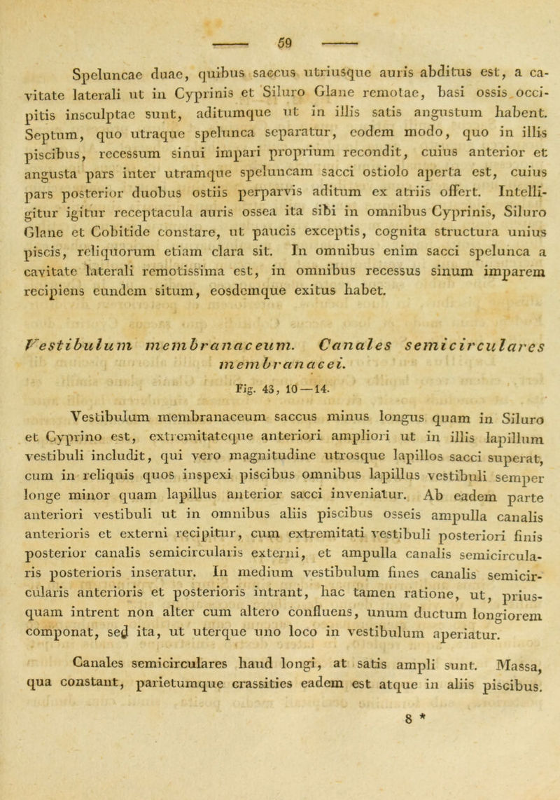 Speluncae duae, quibus saccus utriusque auris abditus est, a ca- vitate laterali ut in Cyprinis et Siluro Glane remotae, basi ossis occi- pitis insculptae sunt, aditumque ut in illis satis angustum habent. Septum, quo utraque spelunca separatur, eodem modo, quo in illis piscibus, recessum sinui impari proprium recondit, cuius anterior et angusta pars inter utramque speluncam sacci ostiolo aperta est, cuius pars posterior duobus ostiis perparvis aditum ex atriis offert. Intelli- gitur igitur receptacula auris ossea ita sibi in omnibus Cyprinis, Siluro Glane et Cohitide constare, ut paucis exceptis, cognita structura unius piscis, reliquorum etiam clara sit. In omnibus enim sacci spelunca a cavitate laterali remotissima est, in omnibus recessus sinum imparem recipiens eundem situm, eosdemque exitus habet. Vestibulum membranaceum. Canales semicirculares me in b r a n a c e i. Fig. 43, 10 — 14. Vestibulum membranaceum saccus minus longus quam in Siluro et Cyprino est, extremitateque anteriori ampliori ut in illis lapillum vestibuli includit, qui vero magnitudine utrosque lapillos sacci superat, cum in reliquis quos inspexi piscibus omnibus lapillus vestibuli semper longe minor quam lapillus anterior sacci inveniatur. Ab eadem parte anteriori vestibuli ut in omnibus aliis piscibus osseis ampulla canalis anterioris et externi recipitur, cum extremitati vestibuli posteriori finis posterior canalis semicircularis externi, et ampulla canalis semicircula- ris posterioris inseratur. In medium vestibulum fines canalis semicir- cularis anterioris et posterioris intrant, hac tamen ratione, ut, prius- quam intrent non alter cum altero confluens, unum ductum longiorem componat, sed ita, ut uterque uno loco in vestibulum aperiatur. Canales semicirculares haud longi, at satis ampli sunt. Massa, qua constant, parietumque crassities eadem est atque in aliis piscibus. 8 *