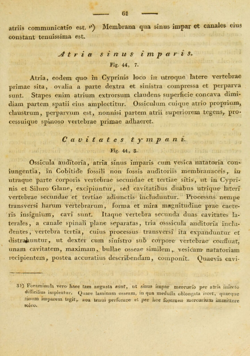 atriis communicatio est. 3') Membrana qua sinus impar et canales eius constant tenuissima est. Atria sinus i m p a r i S> Fig. 44, 7. Atria, eodem quo in Cyprinis loco in utroque latere vertebrae primae sita, ovalia a parte dextra et sinistra compressa et perparva sunt. Stapes enim atrium extrorsum claudens superficie concava dimi- diam partem spatii eius amplectitur. Ossiculum cuique atrio proprium,, claustrum, perparvum est, nonnisi partem atrii superiorem tegens, pro- cessuique spinoso vertebrae primae adhaeret. , • , i Cavitates t y m p a n i. Fig. 44, 3- Ossicula auditoria, atria sinus imparis cum vesica natatoria con- iungentia, in Cobitide fossili non fossis auditoriis membranaceis,, in utraque parte corporis vertebrae secundae et tertiae sitis, ut in Cypri- nis et Siluro Glane, excipiuntur, sed cavitatibus duabus utri que lateri vertebrae secundae et tertiae adi unctis includuntur.. Processus nempe transversi harum vertebrarum, forma et mira magnitudine prae caete- ris insignium, cavi sunt. Itaque vertebra secunda duas cavitates la- terales, a canale spinali plane separatas, tria osssicula auditoria inclu- dentes, vertebra tertia, cuius processus transversi ita expanduntur et distrafcuntur r ut dexter cum sinistro sub corpore vertebrae confluat, unam cavitatem, maximam,, bullae osseae similemvesicam-natatoriam recipientem, postea accuratius describendam, componit. Quaevis cavi* 310 FbraminuTh vero haec tam angusta sunt, ut sinus impar mercurio per atria infecto dilhcilius impleatur. Quare laminam osseam, in qua medulla oblongata incetr, quaeque sinum imparem tegit,, acu tenui perforare et per hoc foramen mercurium immittere soleo. V