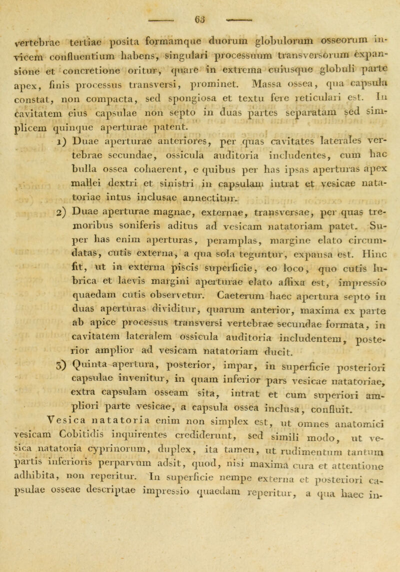 ] II- vertebrae tertiae posita formamque duorum globulorum osseorum vicem confluentium habens, singulari processuum transversorum expan- sione et concretione oritur, quare in extrema cuiusque globuli parte apex, finis processus transversi, prominet. Massa ossea, qua capsula constat, non compacta, sed spongiosa et textu fere reticulari est. Iu Cavitatem eius capsulae non septo in duas partes separatam sed sim- plicem quinque aperturae patent. 1) Duae aperturae anteriores, per quas cavitates laterales ver- tebrae secundae, ossicula auditoria includentes, cum hac bulla ossea cohaerent, e quibus per has ipsas aperturas apex mallei dextri et sinistri in capsulam intrat et vesicae nata- toriae intus inclusae annectitur. • ' ' • J ■ ' 1  i * ' i ’ * > * i : ‘ . * 2) Duae aperturae magnae, externae, transversae, per quas tre- moribus soniferis aditus ad vesicam natatoriam patet. Su- per has enim aperturas, peramplas, margine elato circum- datas, cutis externa, a qua sola teguntur, expansa est. Hinc fit, ut in externa piscis superficie, eo loco, quo cutis lu- brica et laevis margini aperturae elato affixa est, impressio quaedam cutis observetur. Caeterum haec apertura septo in duas aperturas dividitur, quarum anterior, maxima ex parte ab apice processus transversi vertebrae secundae formata, in cavitatem lateralem ossicula auditoria includentem, poste- rior amplior ad vesicam natatoriam ducit. 3) Quinta-apertura, posterior, impar, in superficie posteriori capsulae invenitui, in quam inferior pars vesicae natatoriae, extra capsulam osseam sita, intrat et cum superiori am- pliori parte vesicae, a capsula ossea inclusa, confluit. Vesica natatoiia enim non simplex est, ut omnes anatomici vesicam Cobitidis inquirentes crediderunt, sed simili modo, ut ve- sica natatoria cyprinorum, duplex, ita tamen, ut rudimentum tantum paitis inferioris perparvum adsit, quod, nisi maxima cura et attentione adbibita, non reperitur. In superficie nempe externa et posteriori ca- psulae osseae descriptae impressio quaedam reperitur, a qua haec in-